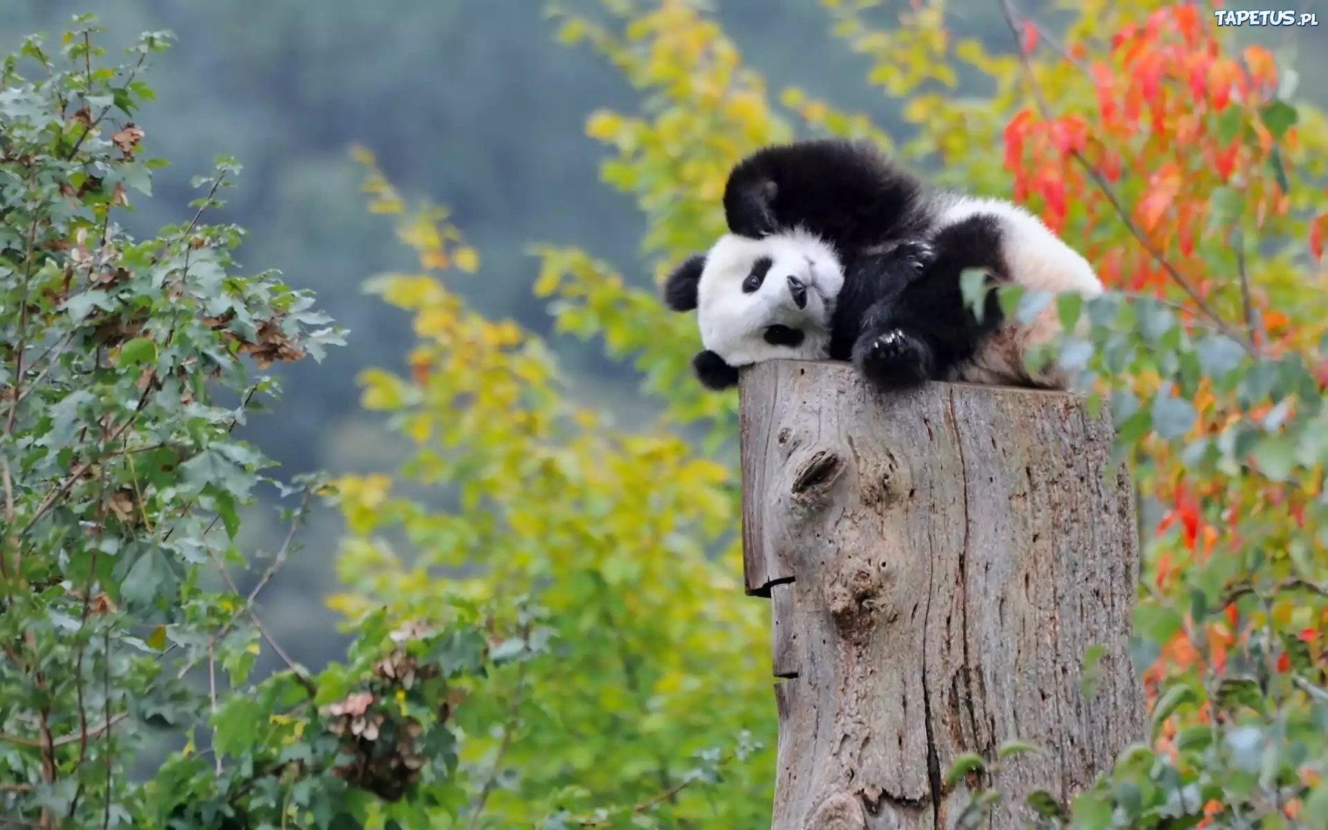 Mały, Niedźwiadek, Panda, Pień, Drzewa, Odpoczynek, Las
