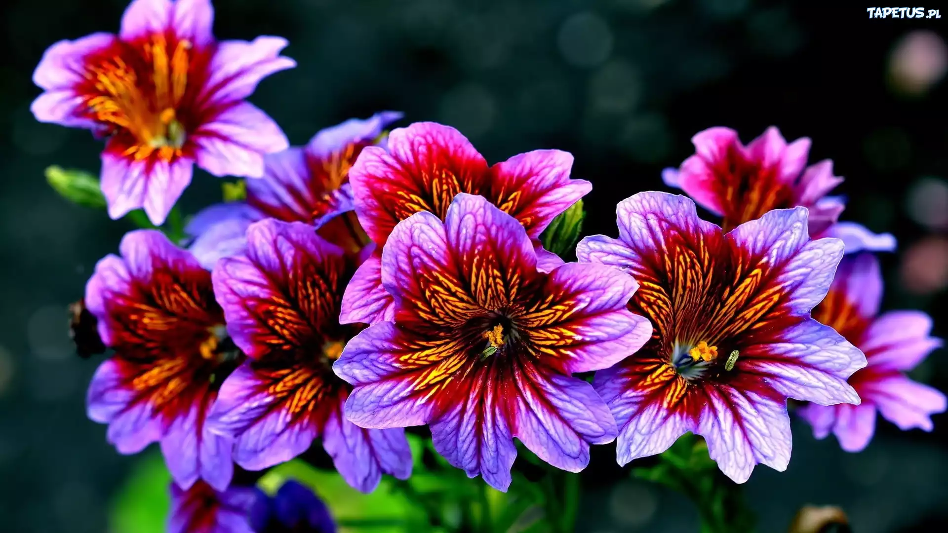 Kwiaty, Purpurowe