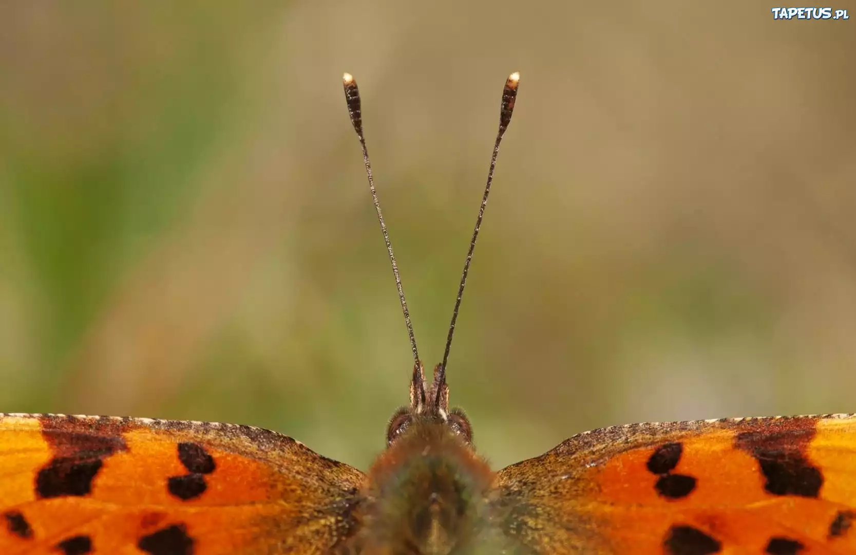 Motyl, Czułki, Skrzydełka