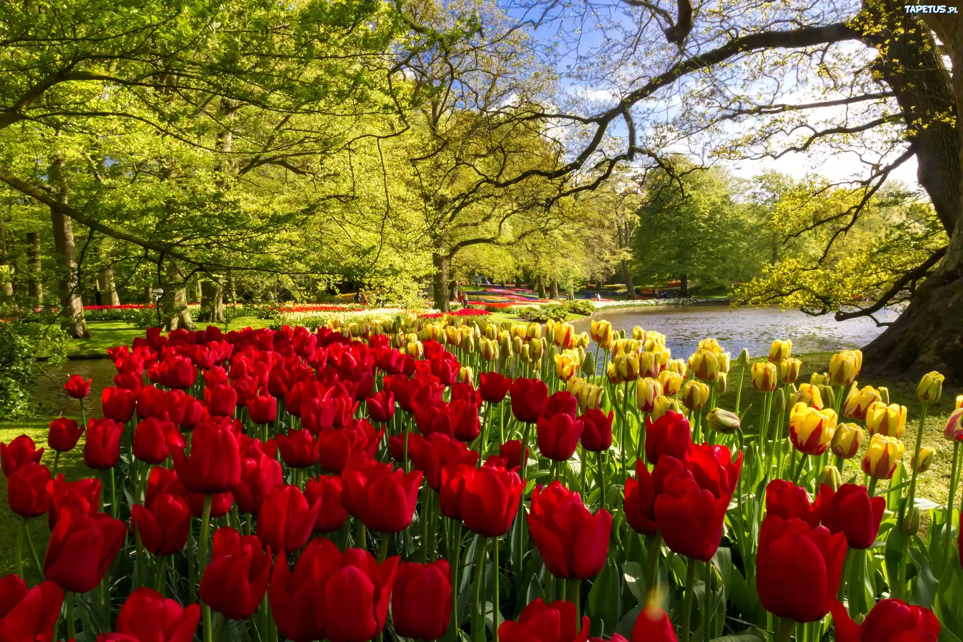 Park, Tulipany