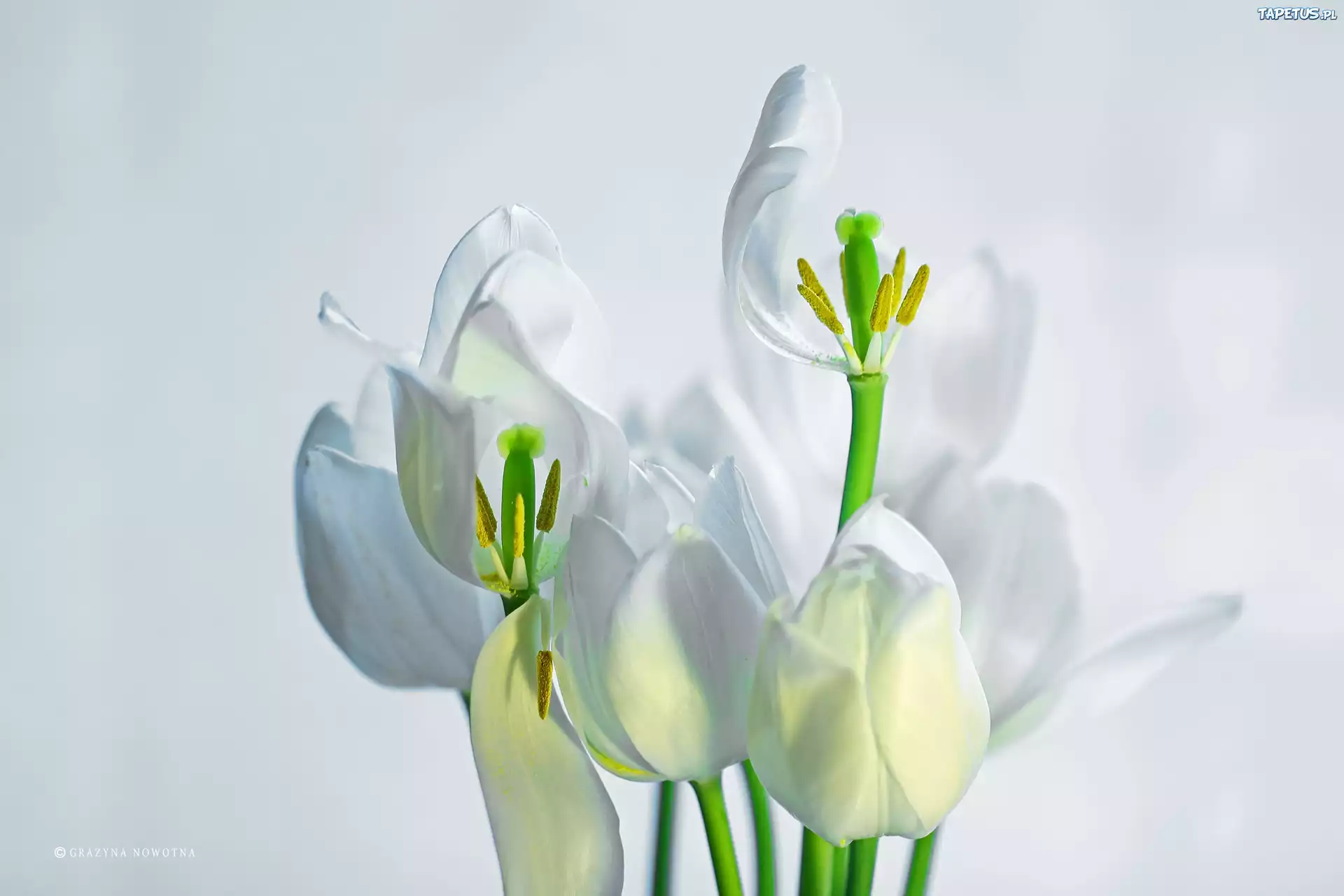 Białe, Tulipany, Kwiaty