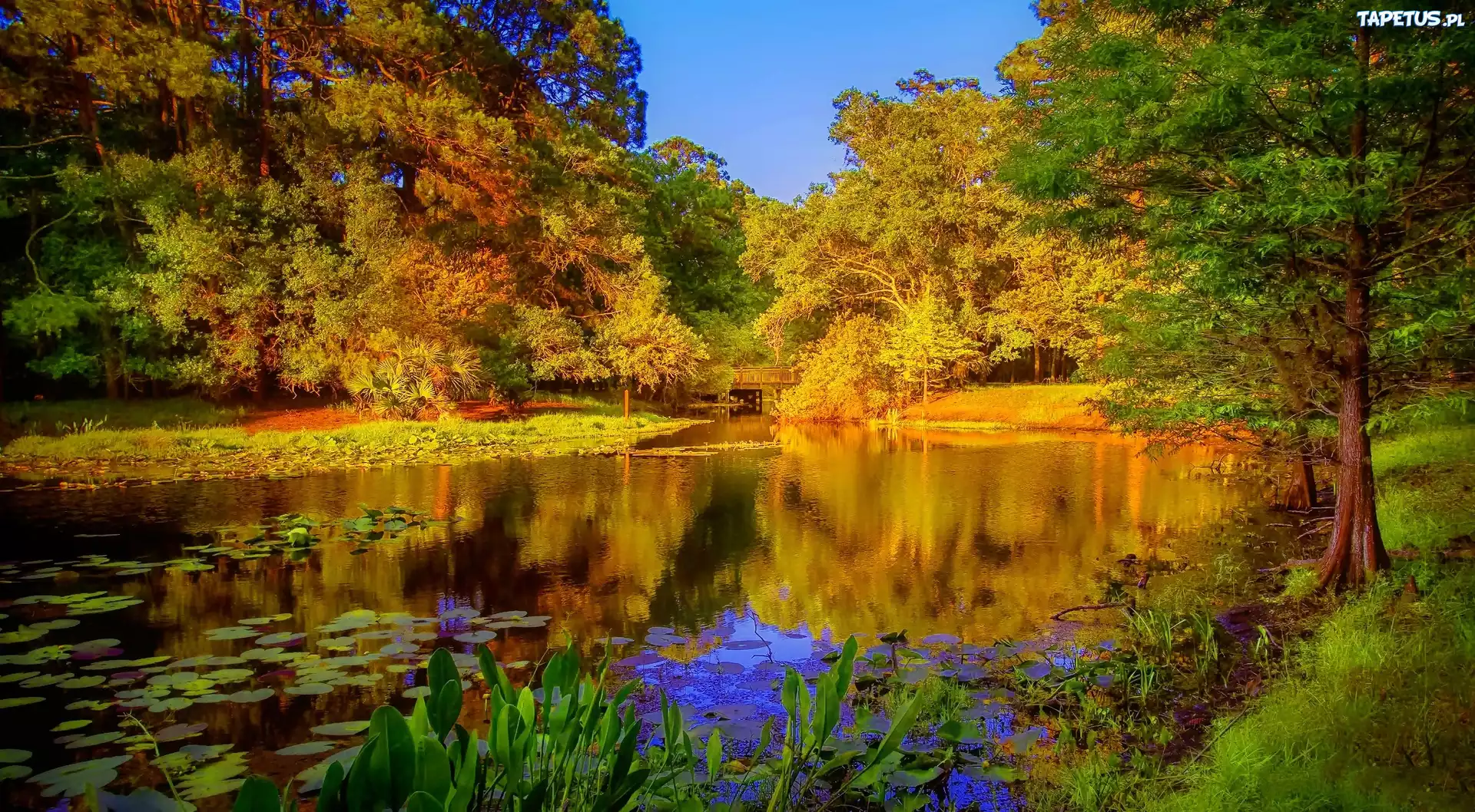 Park, Staw, Most, Jesień