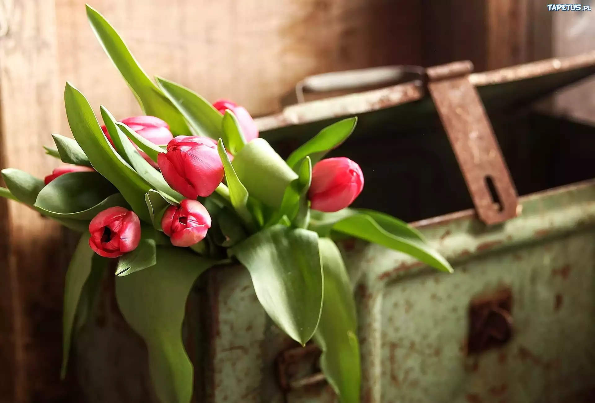 Tulipany, Kwiaty