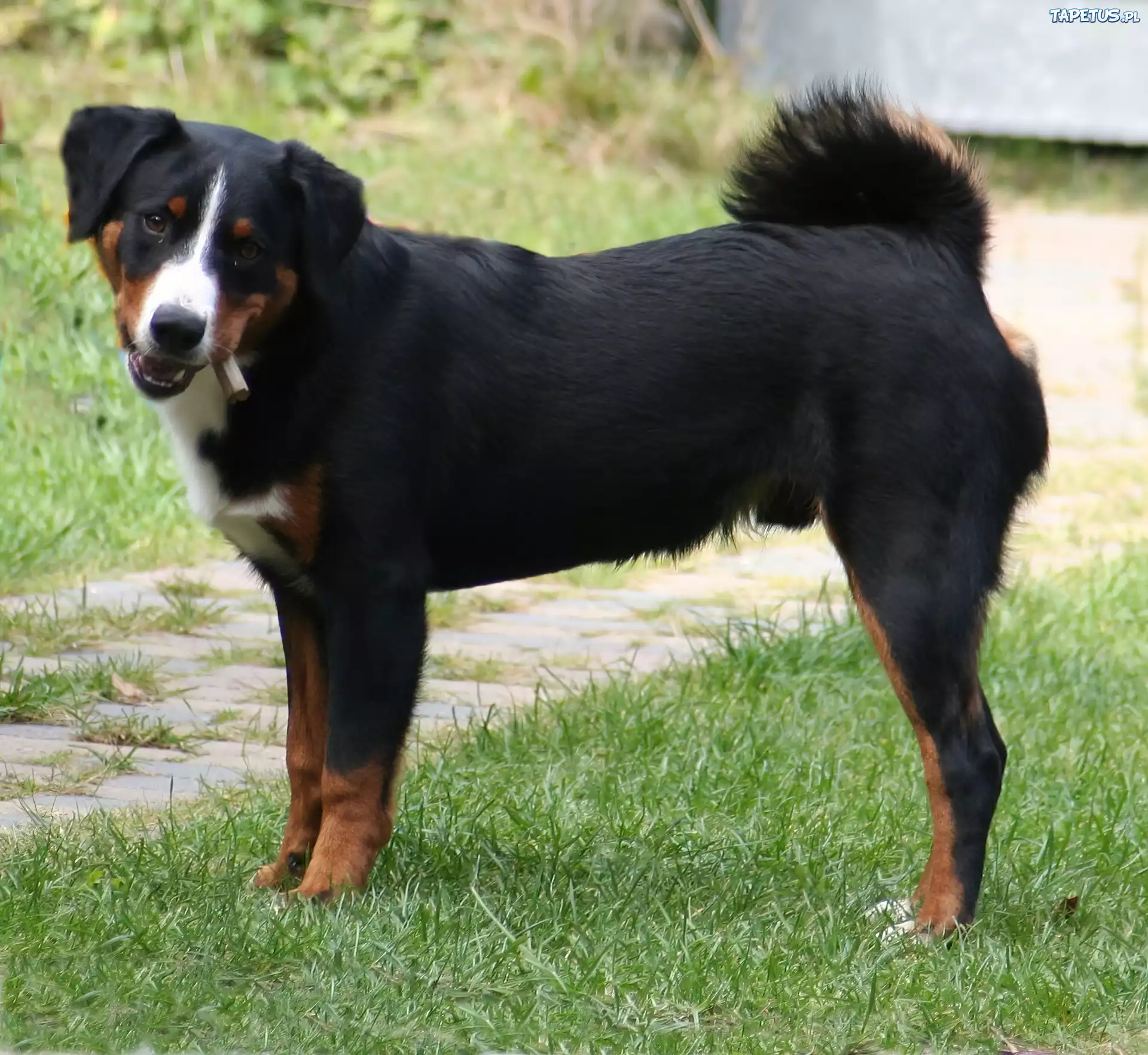 dorosły, Appenzeller