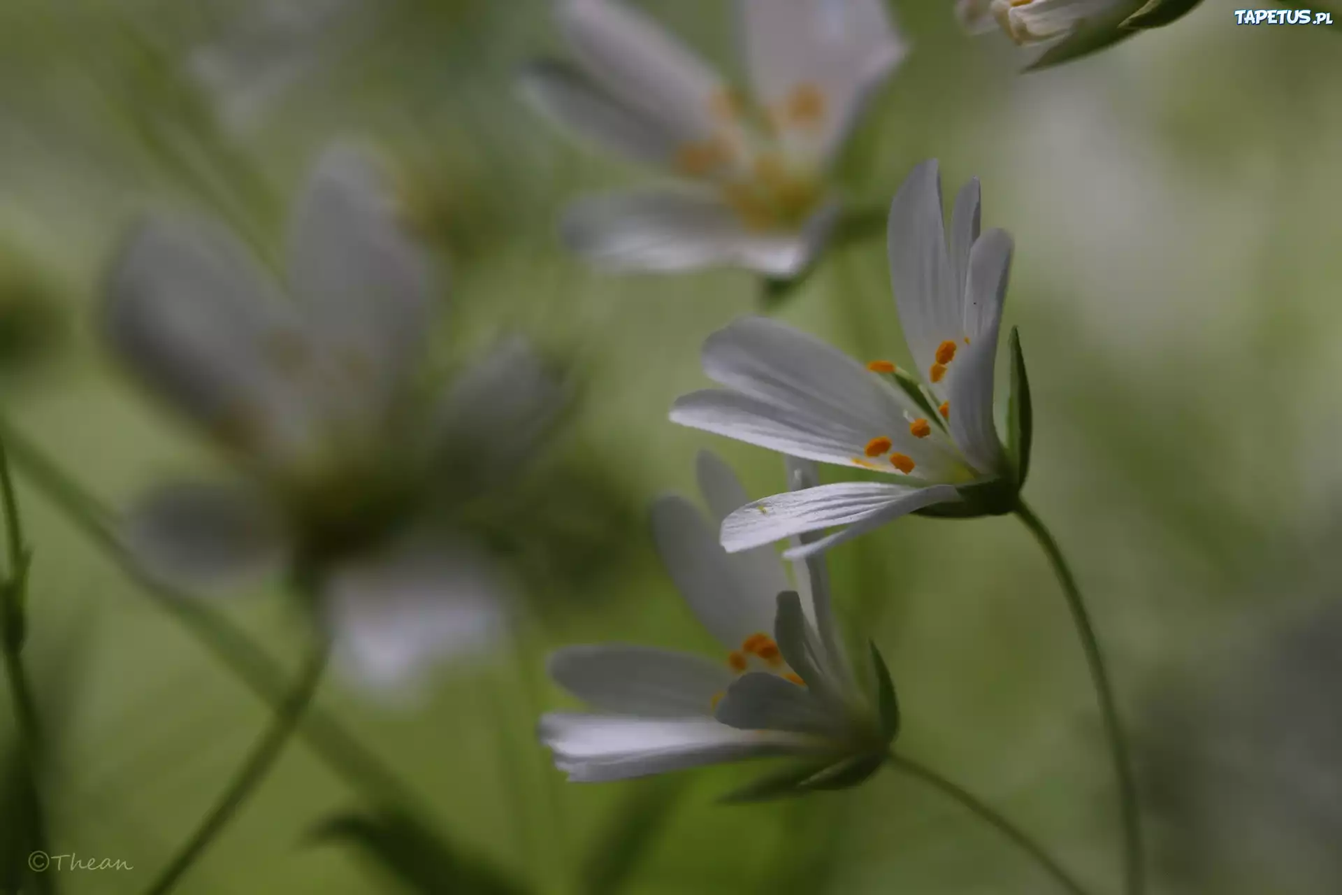 Rogownica, Białe, Kwiaty