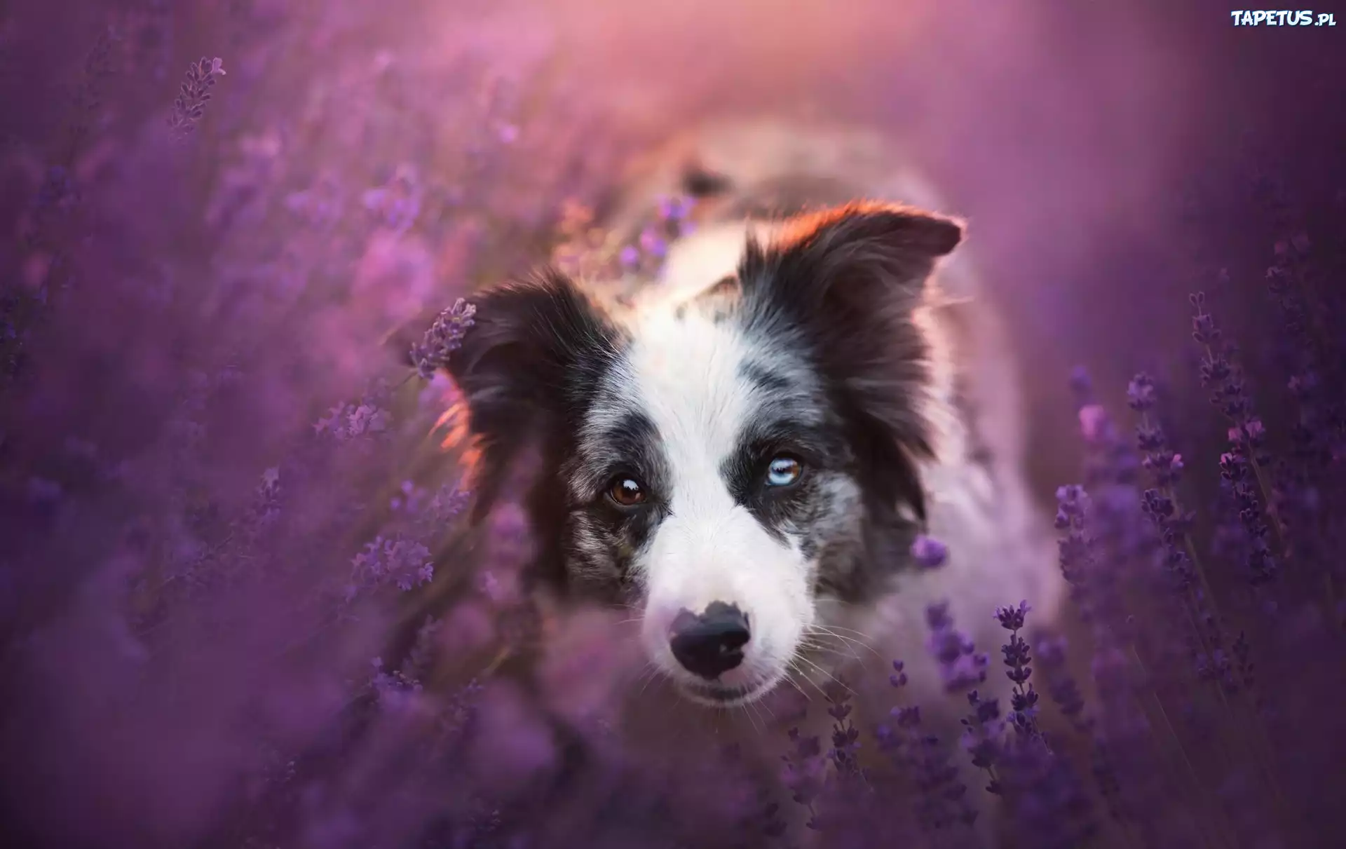 Pies, Border, Collie, Lawenda
