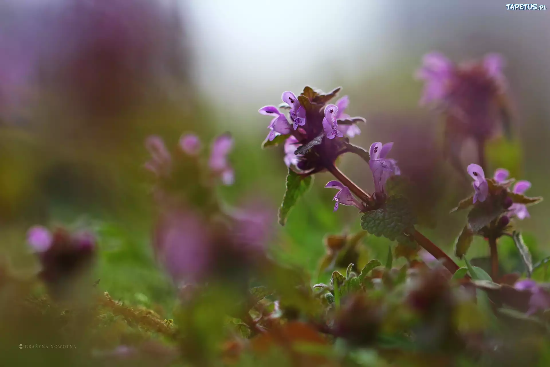 Pokrzywa, Jasnota Purpurowa, Roślina