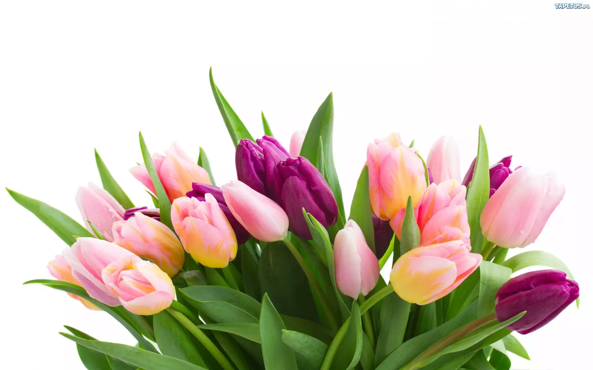 Bukiet, Tulipanow