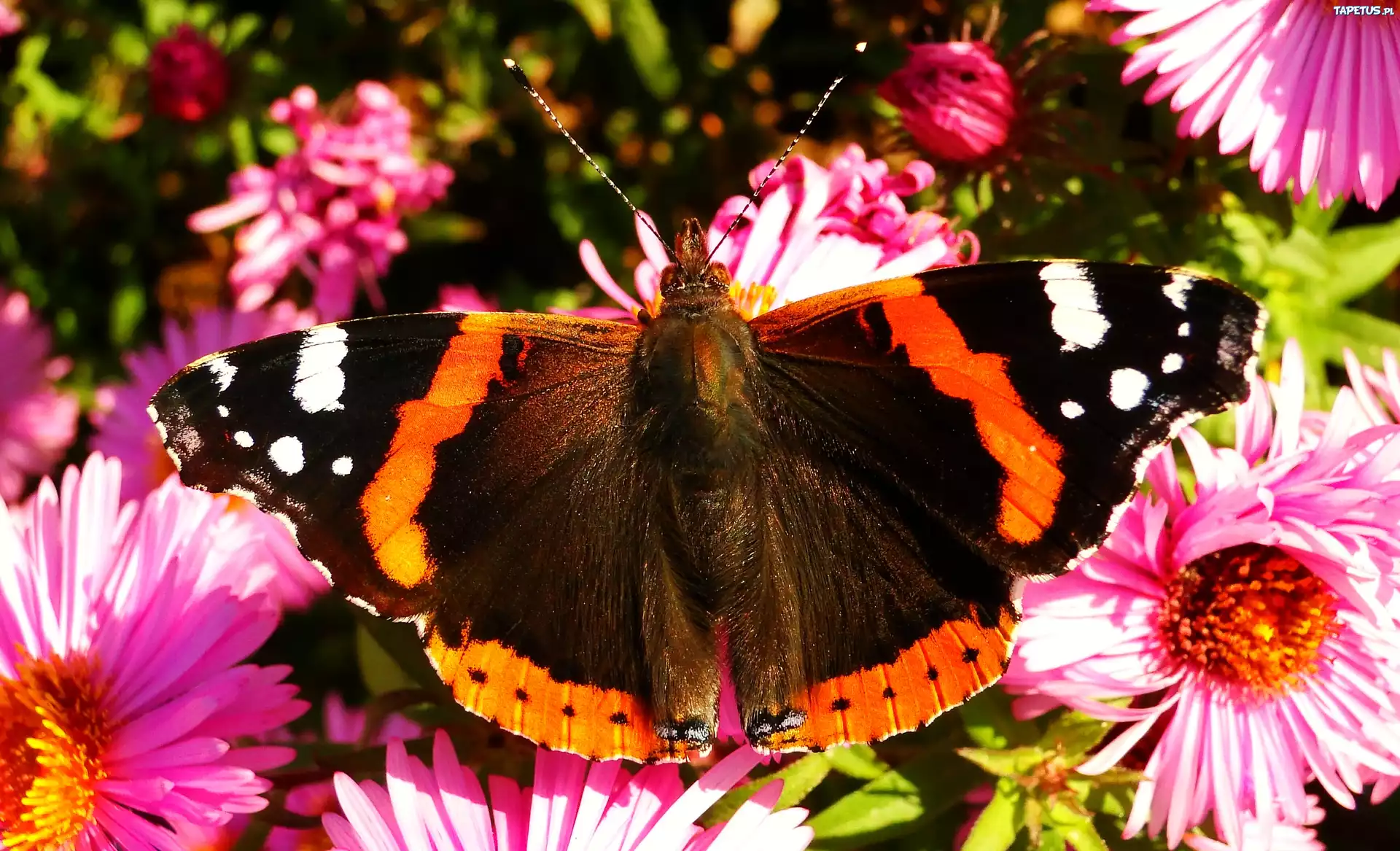 Motyl, Rusałka admirał