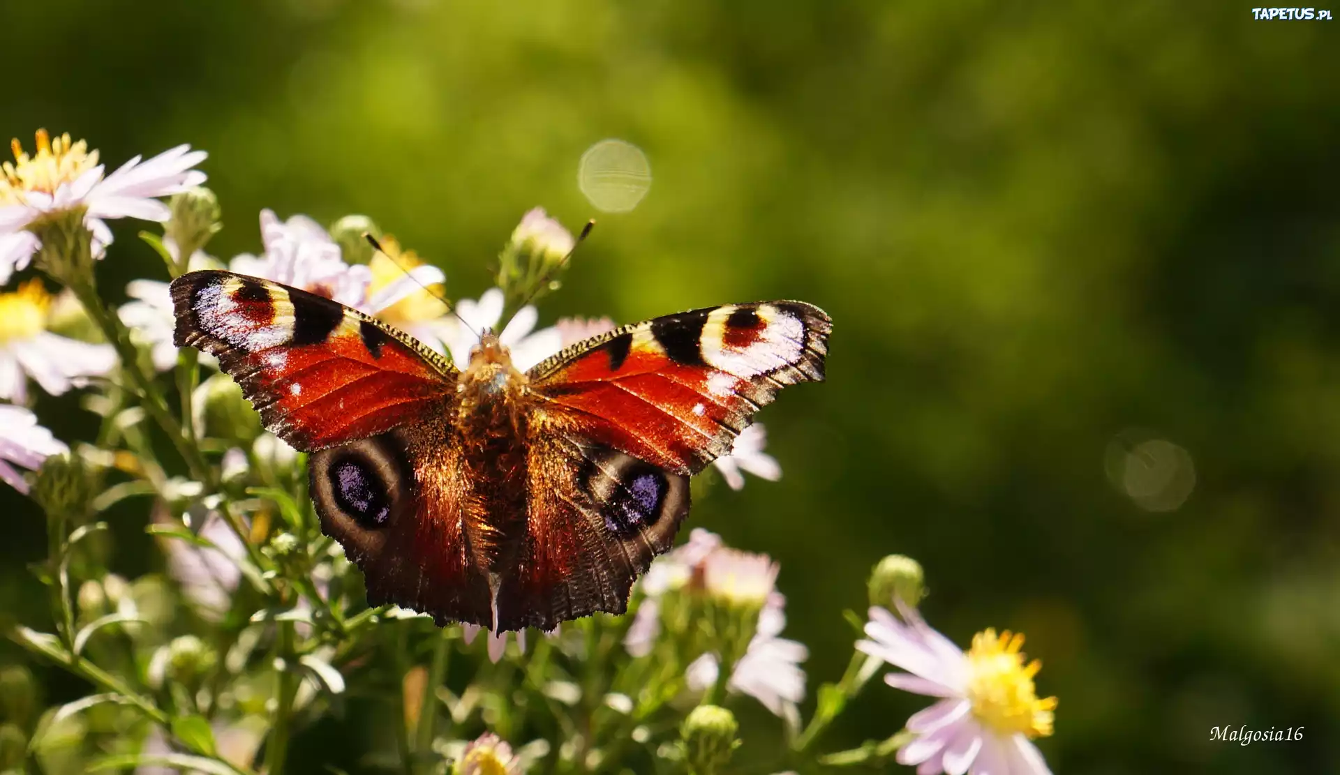 Kwiaty, Kolorowy, Motyl, Skrzydła