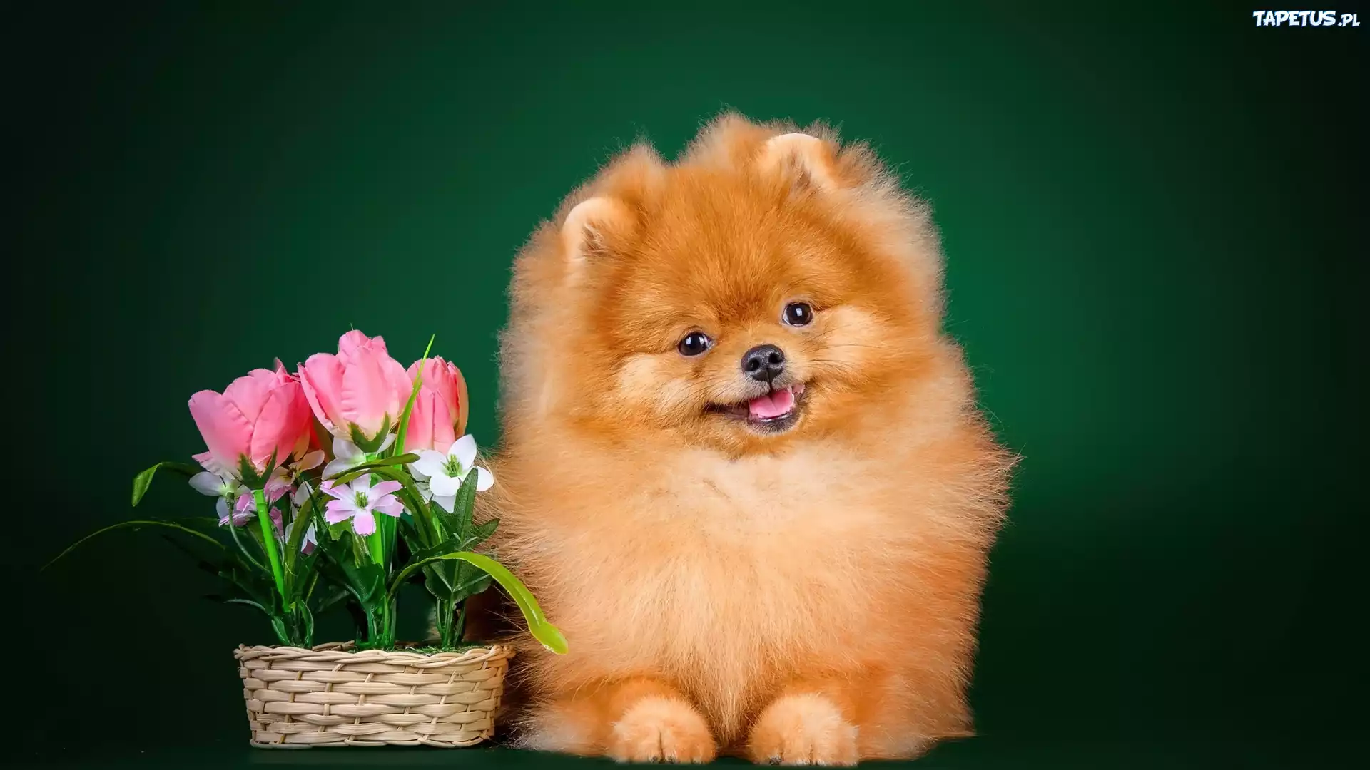 Tulipany, Koszyk, Piesek, Szpic miniaturowy, Pomeranian