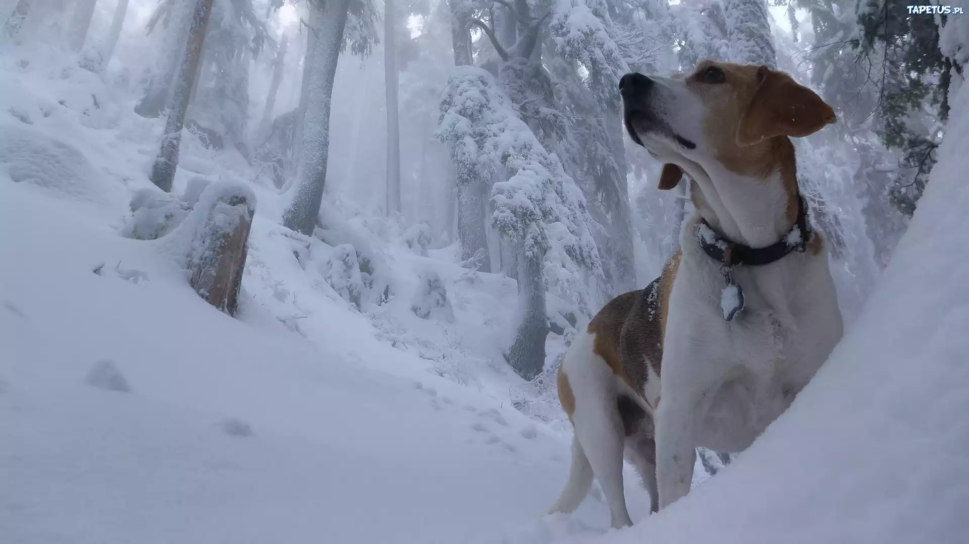 Beagle, Zima, Las
