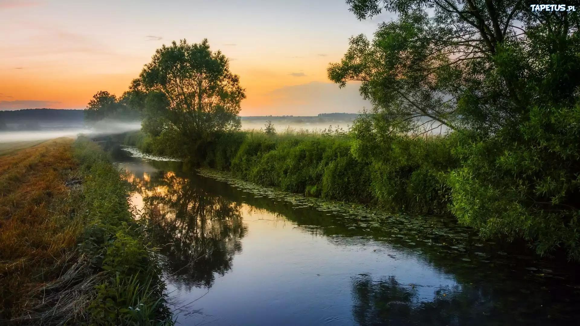 Rzeka, Drzewa, Mgła
