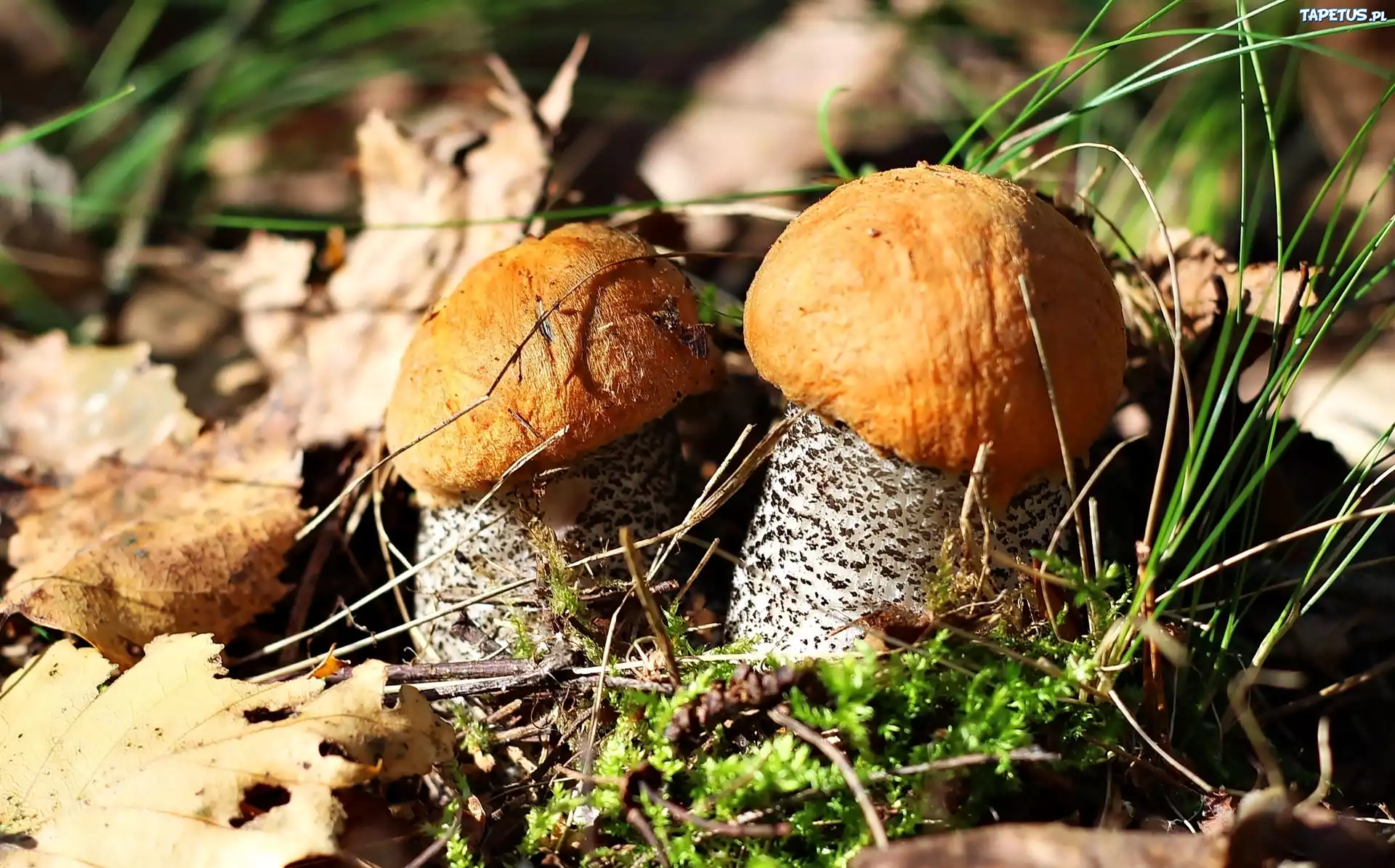 Dwa, Grzyby, Kozaki, Ściółka, Leśna