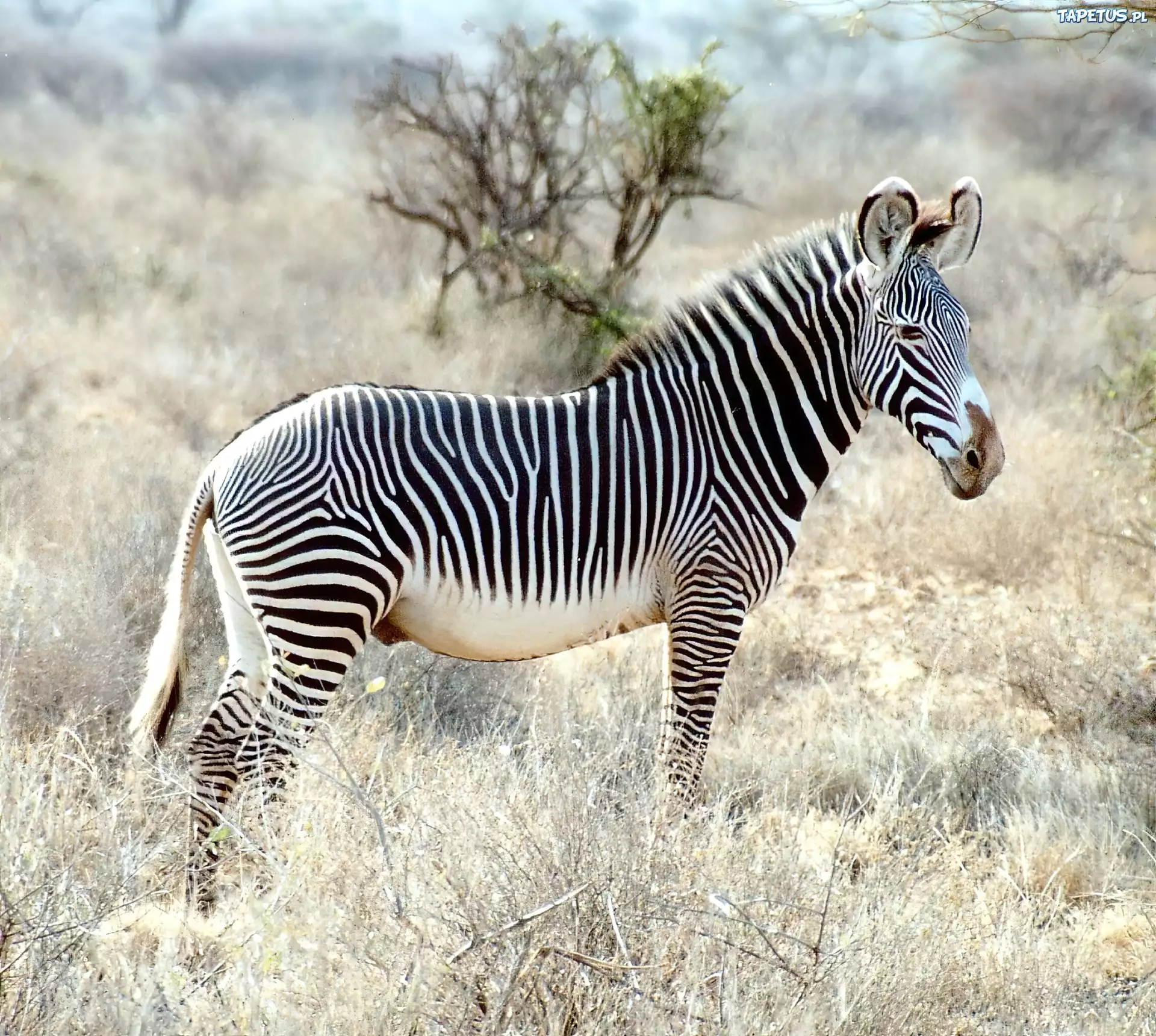 Zebra, drzewo, trawy