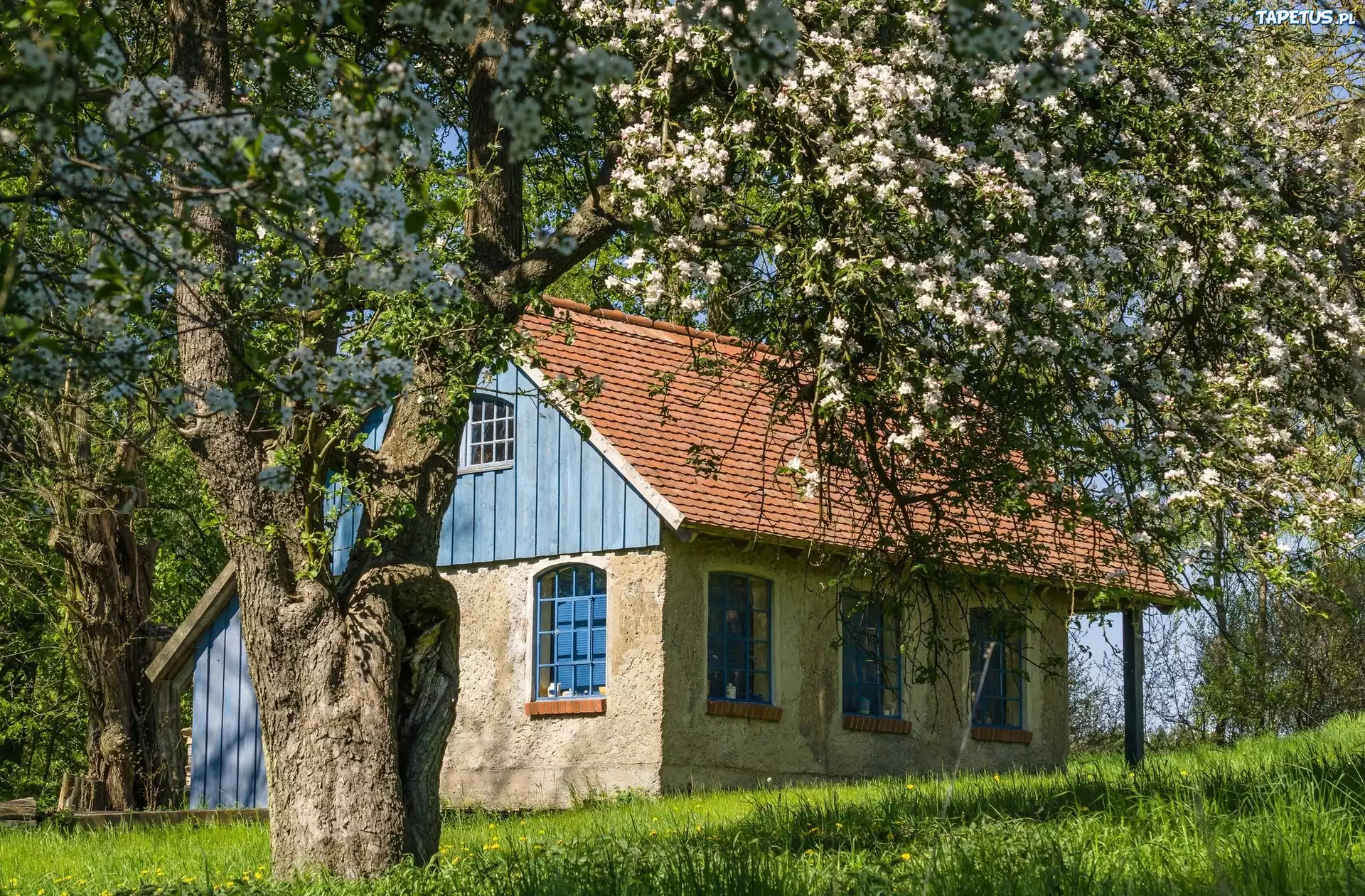 Drzewo, Dom, Łąka