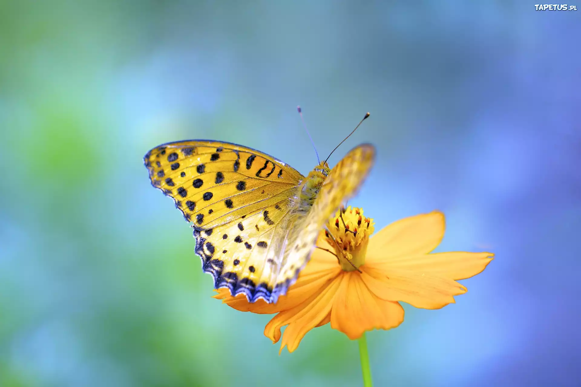 Żółty, Motyl, Żółty, Kwiat, Niebiesko, Zielone, Tło