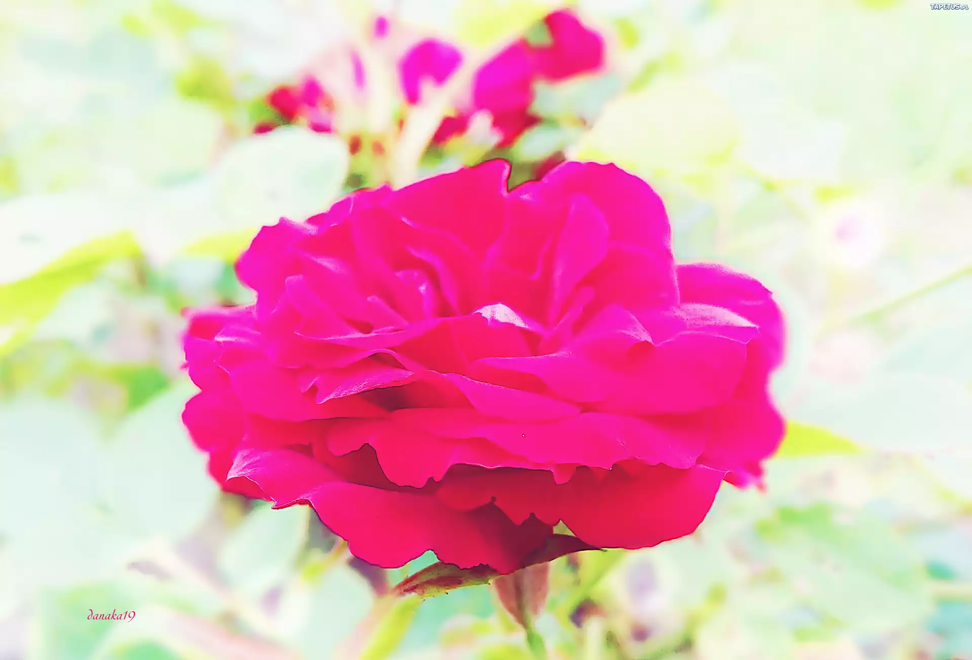 Purpurowa, Róża