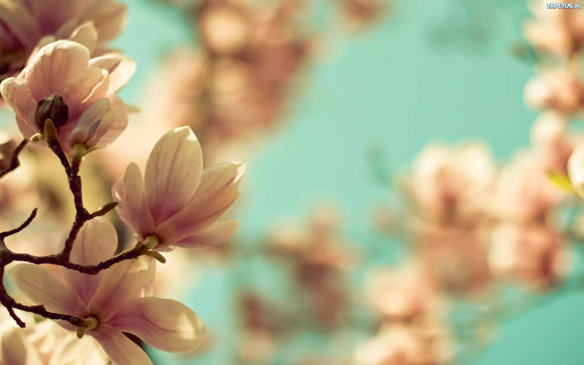 Wiosna, Magnolia