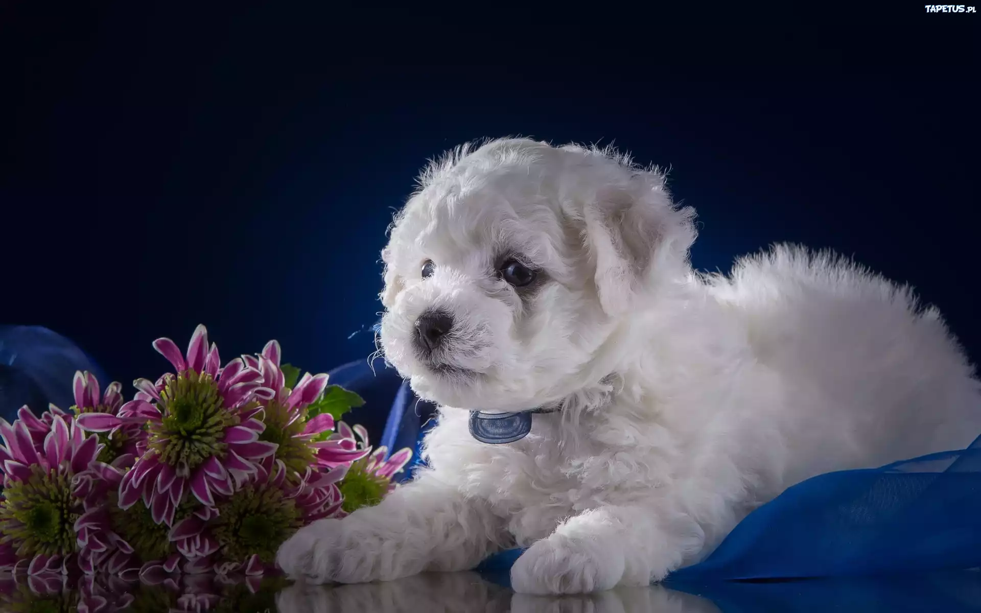 Piesek, Szczeniak, Bichon frise, Kwiaty