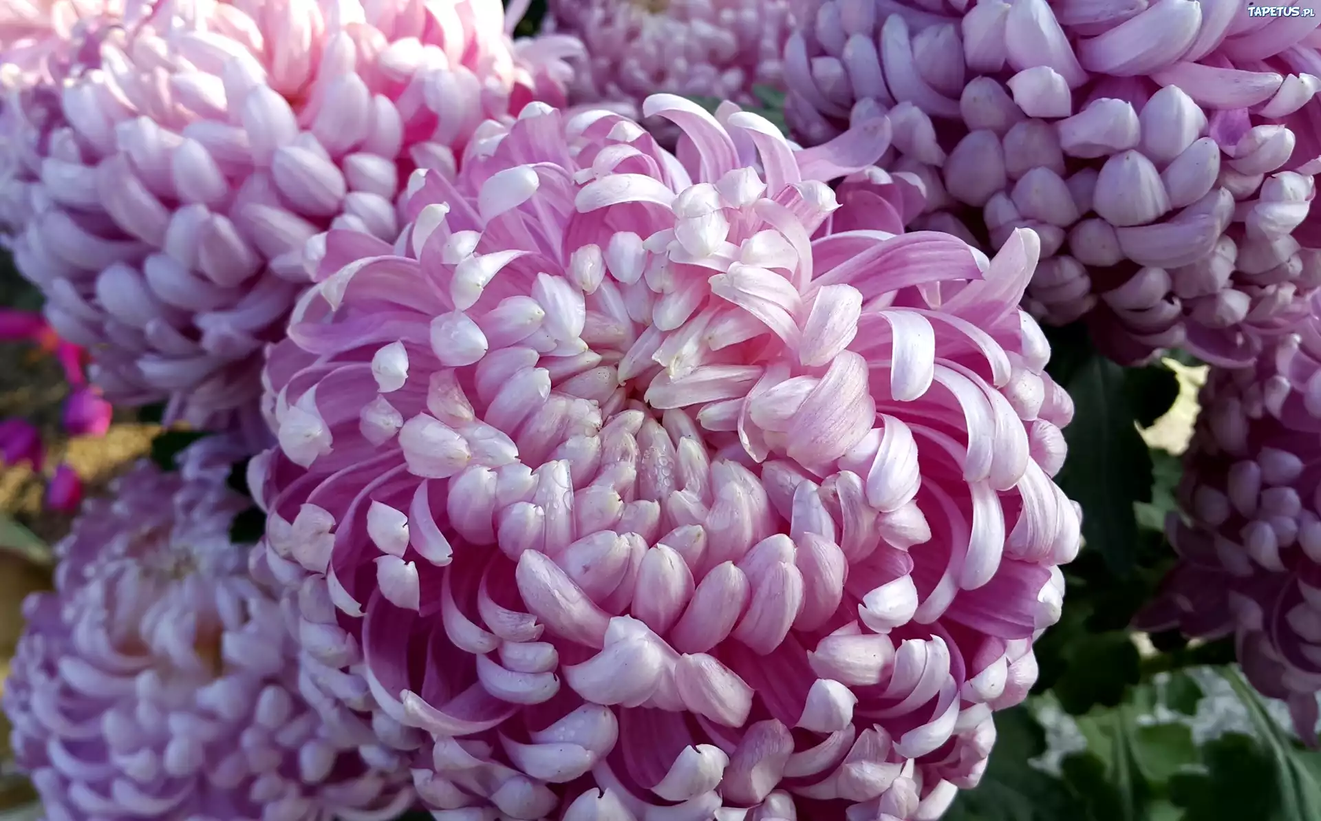 Purpurowo, Białe, Chryzantemy
