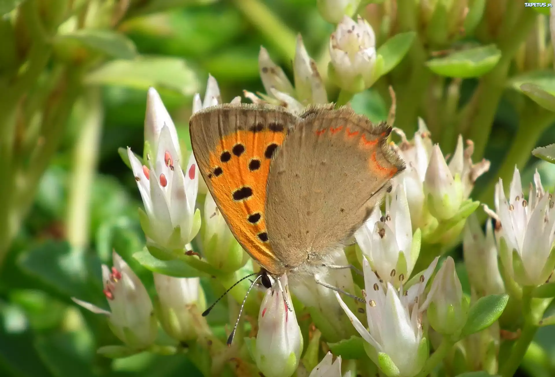 Motyl, Przestrojnik, Kwiaty