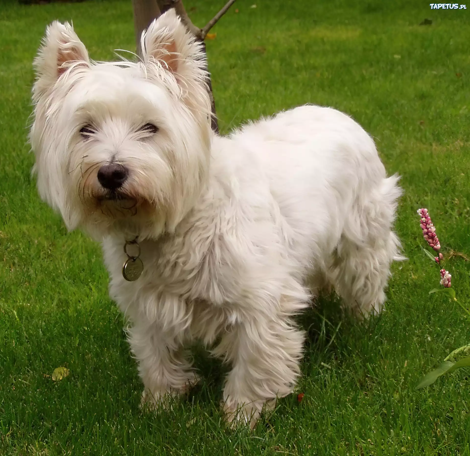 słodki, West Highland White Terrier