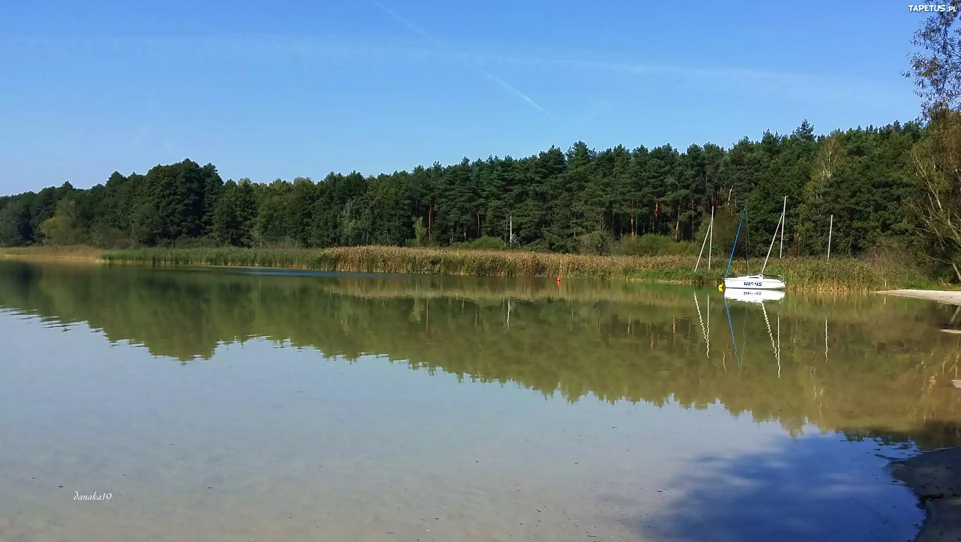 Jezioro, Las, Odbicie, Żaglówka, Lato