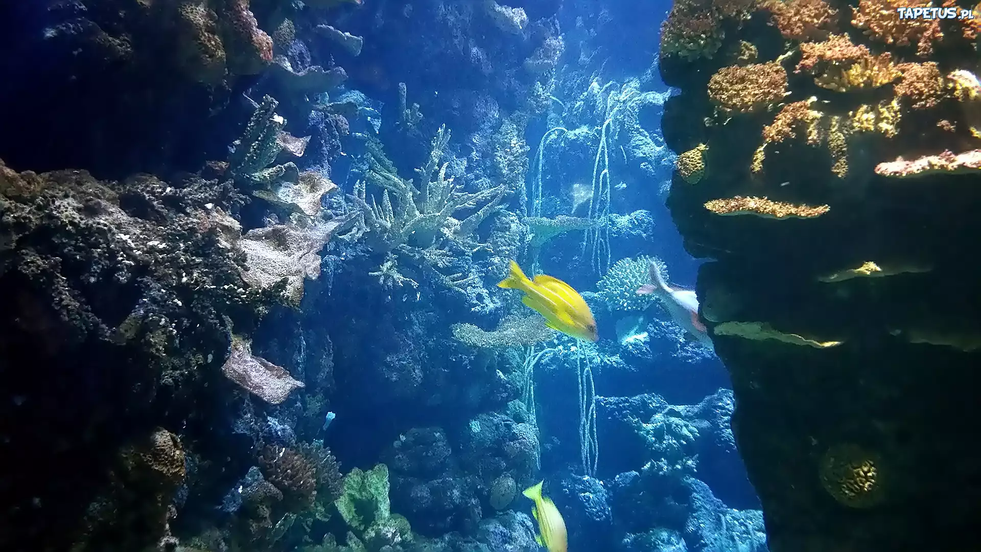 Oceanarium, Burgers, ZOO, Holandia, Rafa Koralowa