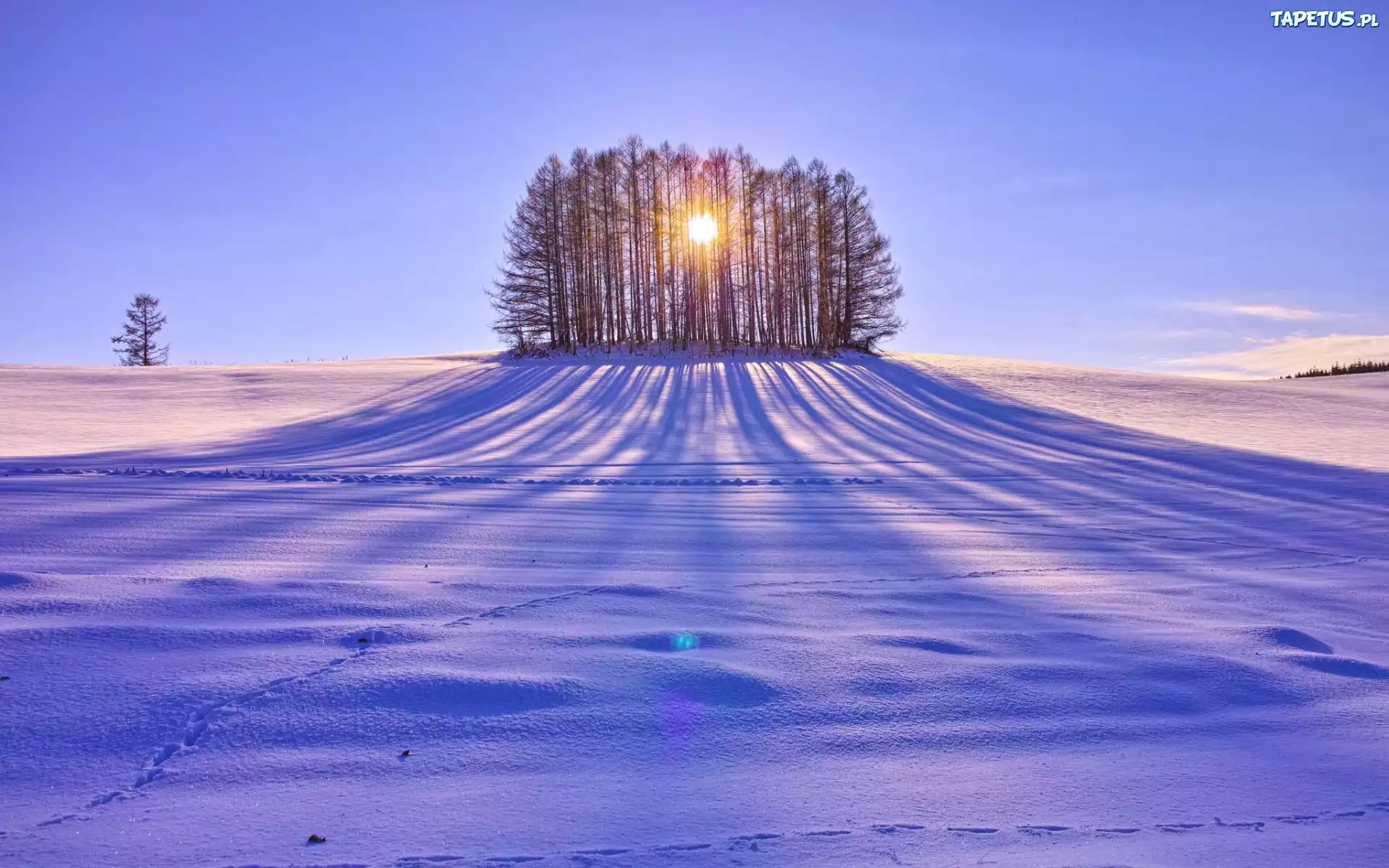Śnieg, Pole, Drzewa, Przebijające, Słońce