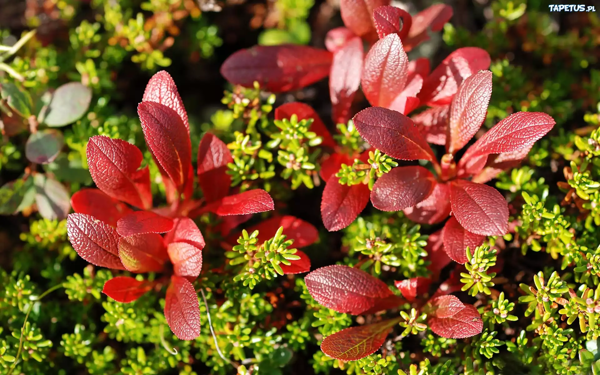 Rośliny, Berberys