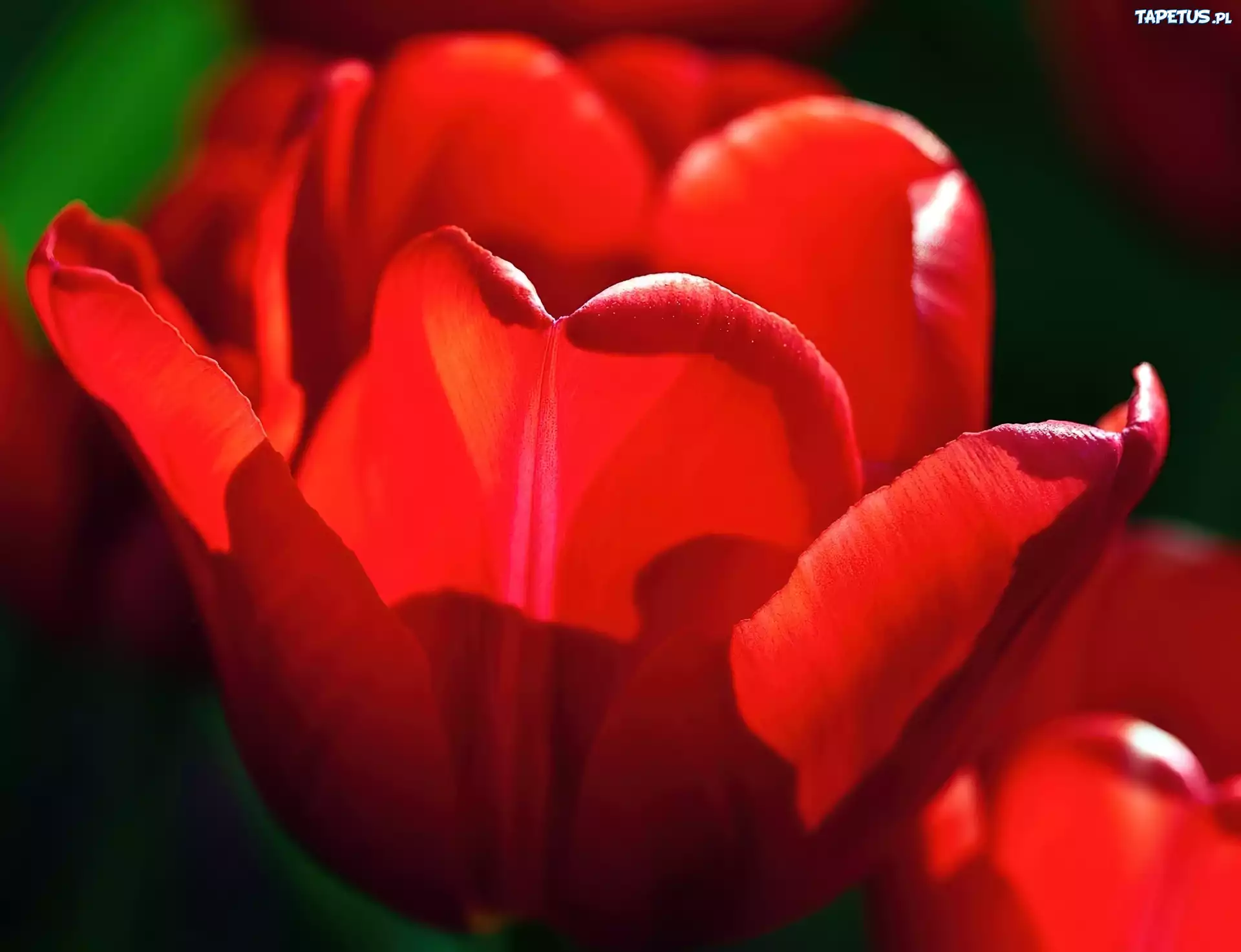 Czerwony, Tulipan
