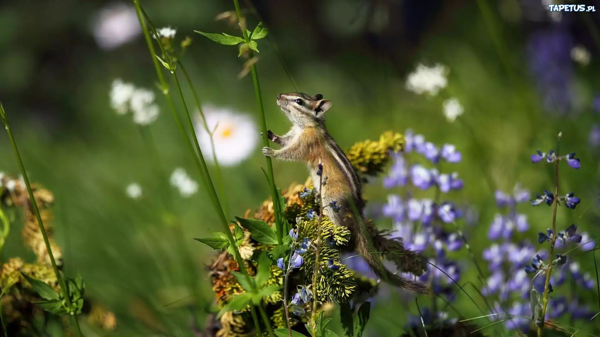 Rośliny, Chipmunk, Trawa