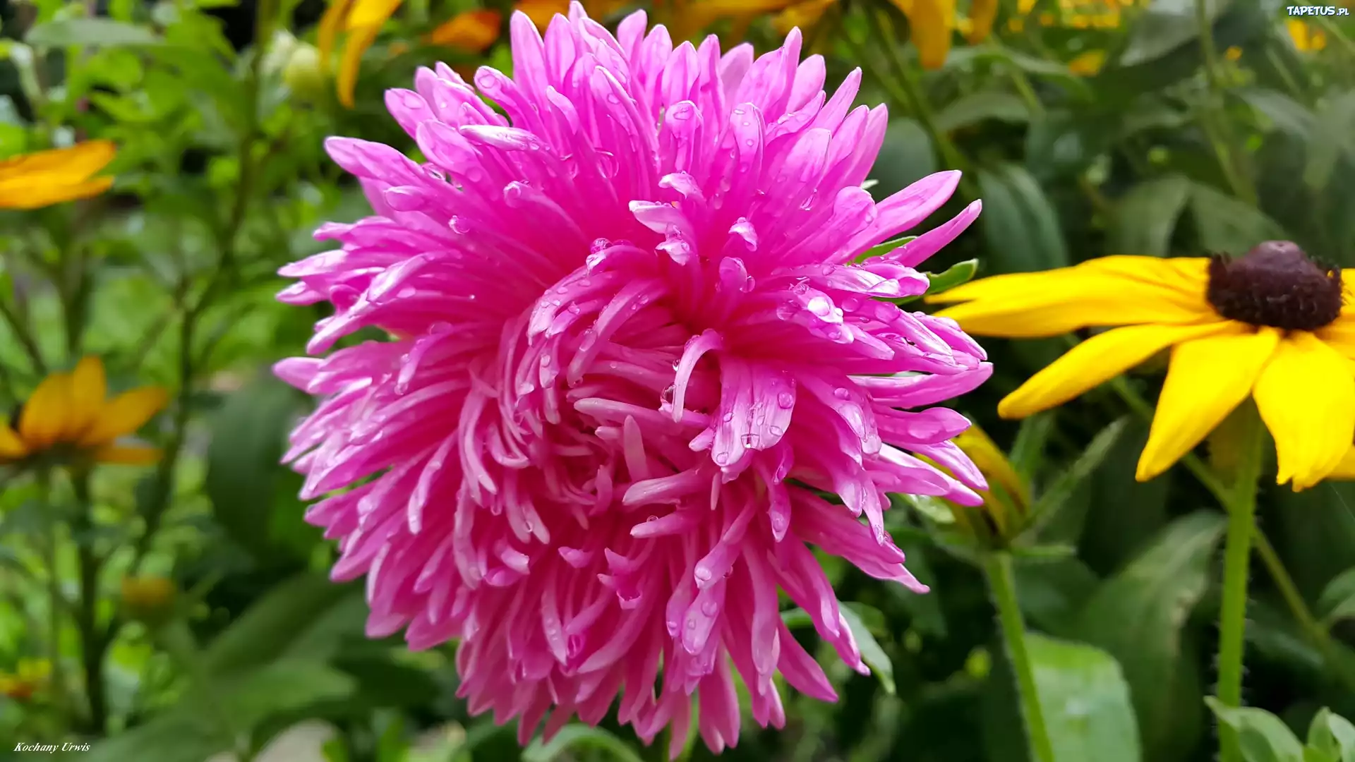 Purpurowy, Aster, Krople, Deszczu, Żółty, Kwiatek