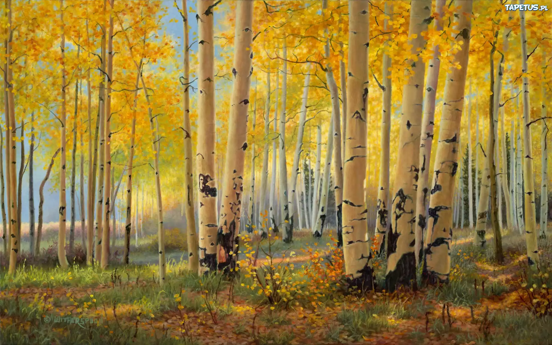 Las, Brzozowy