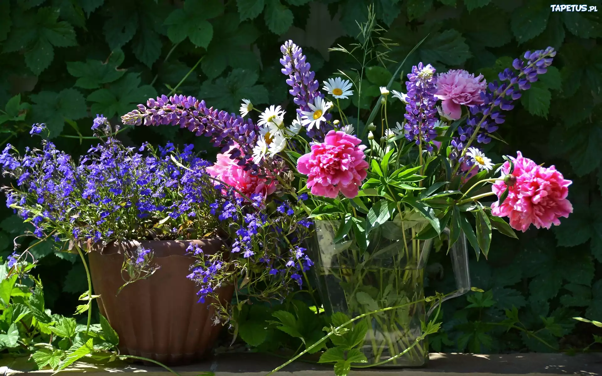 Kwiaty, Bukiet, Piwonia, Łubin, Lobelia