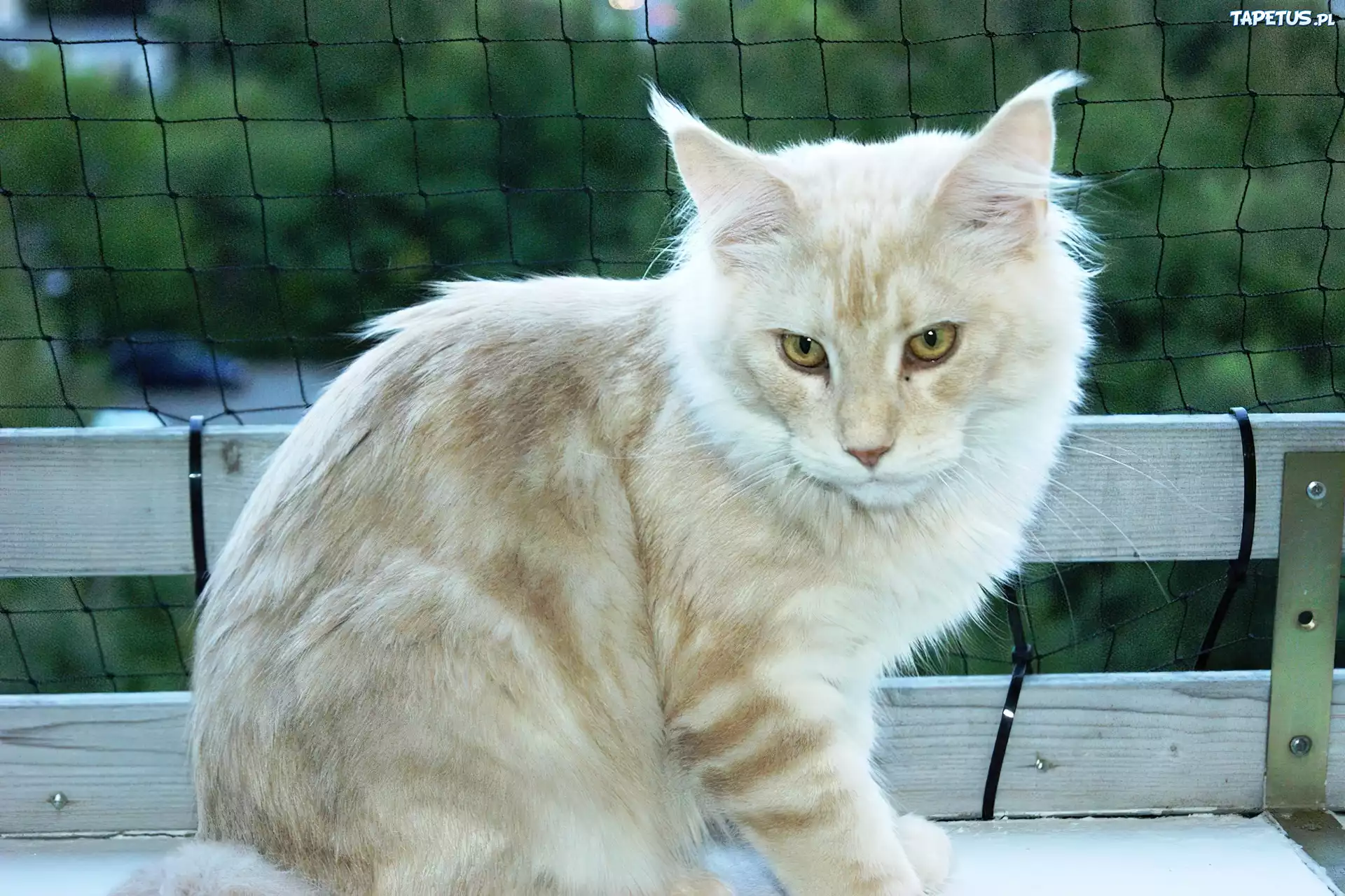 Kotek, Maine Coon, Ławka