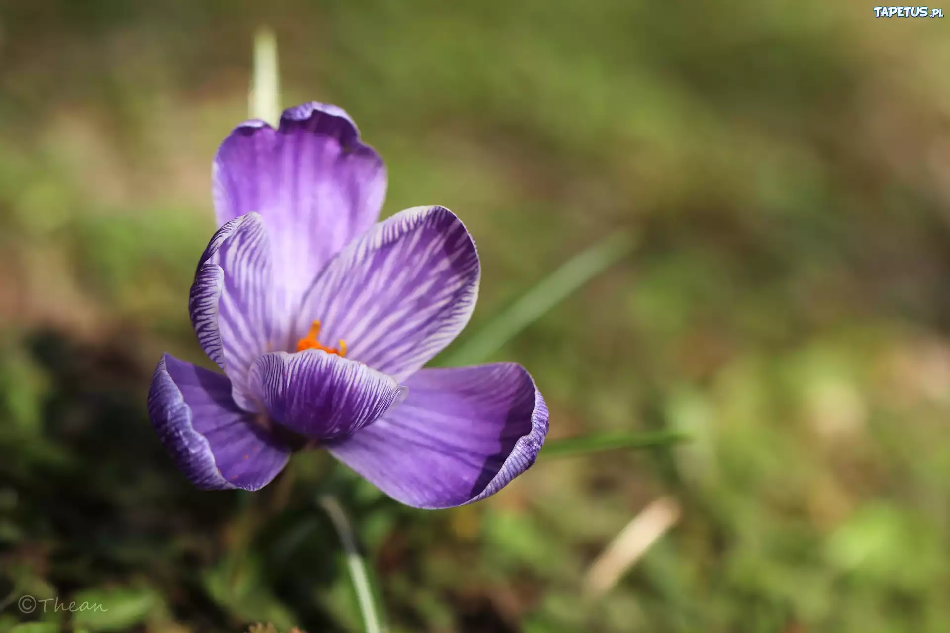 Fioletowy, Krokus, Kwiat, Wiosna