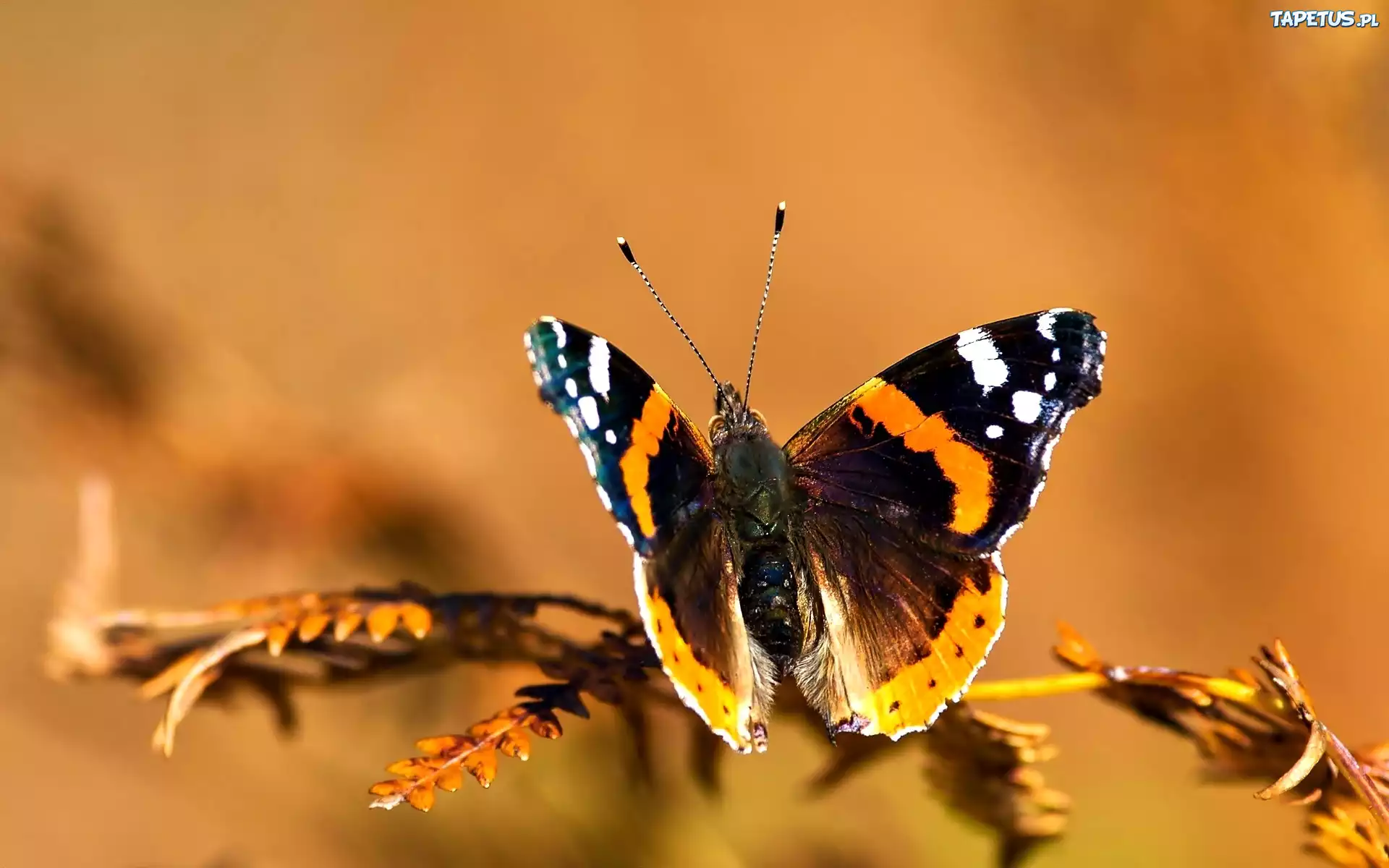 Motyl, Gałązka
