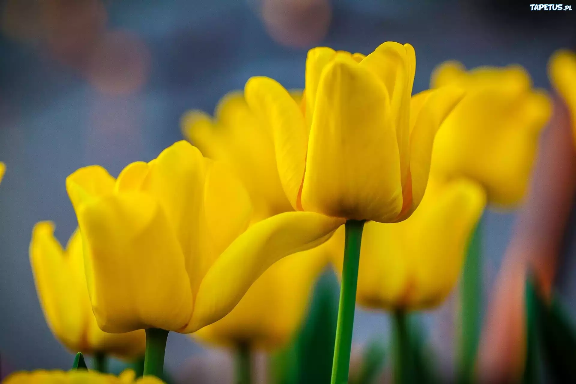 Żółte, Tulipany