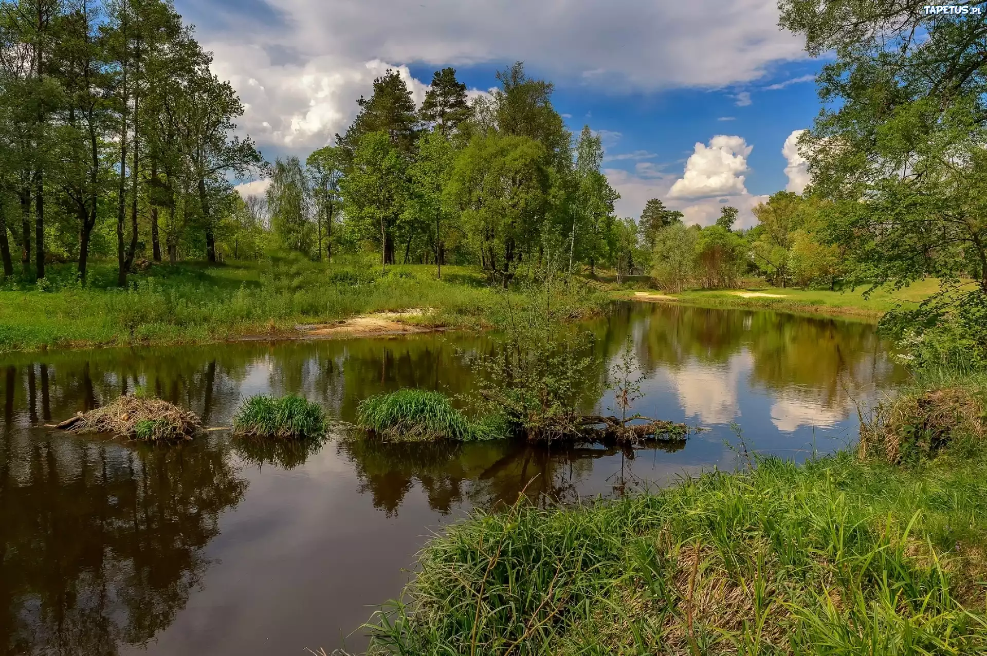 Łąka, Drzewa, Staw, Roślinność