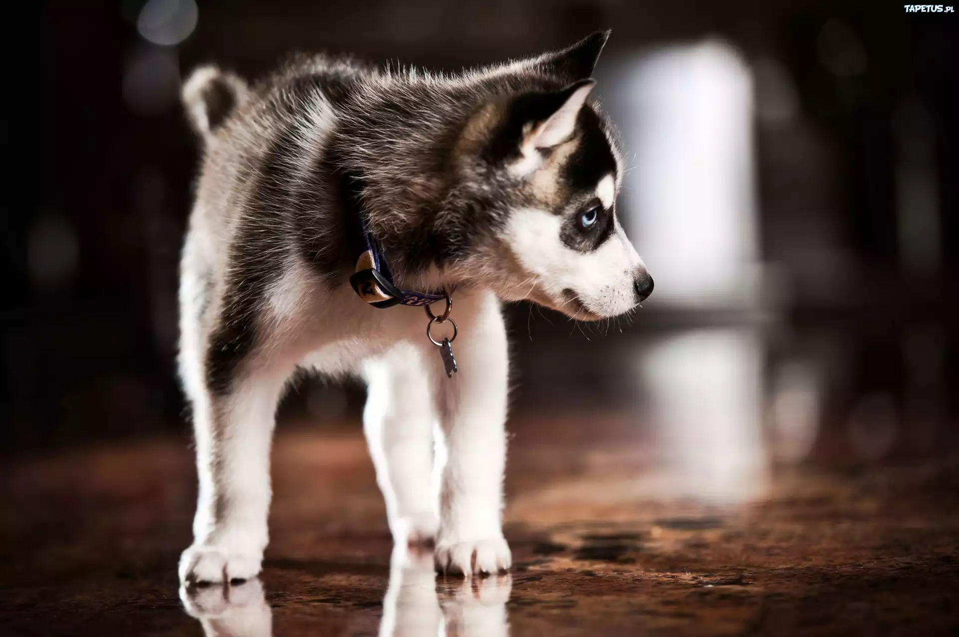 Słodki, Psiak, Husky