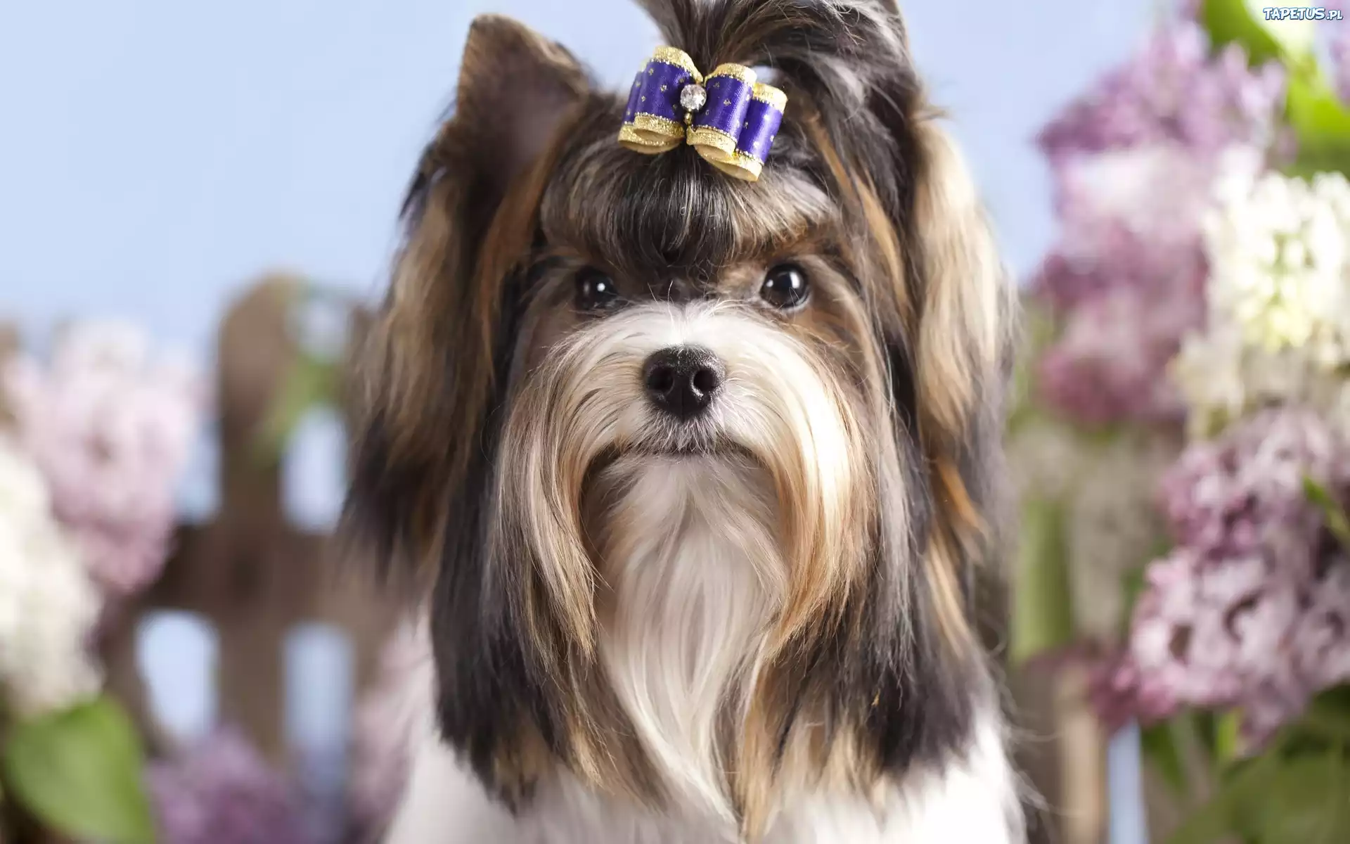 Pies, Yorkshire, Terrier