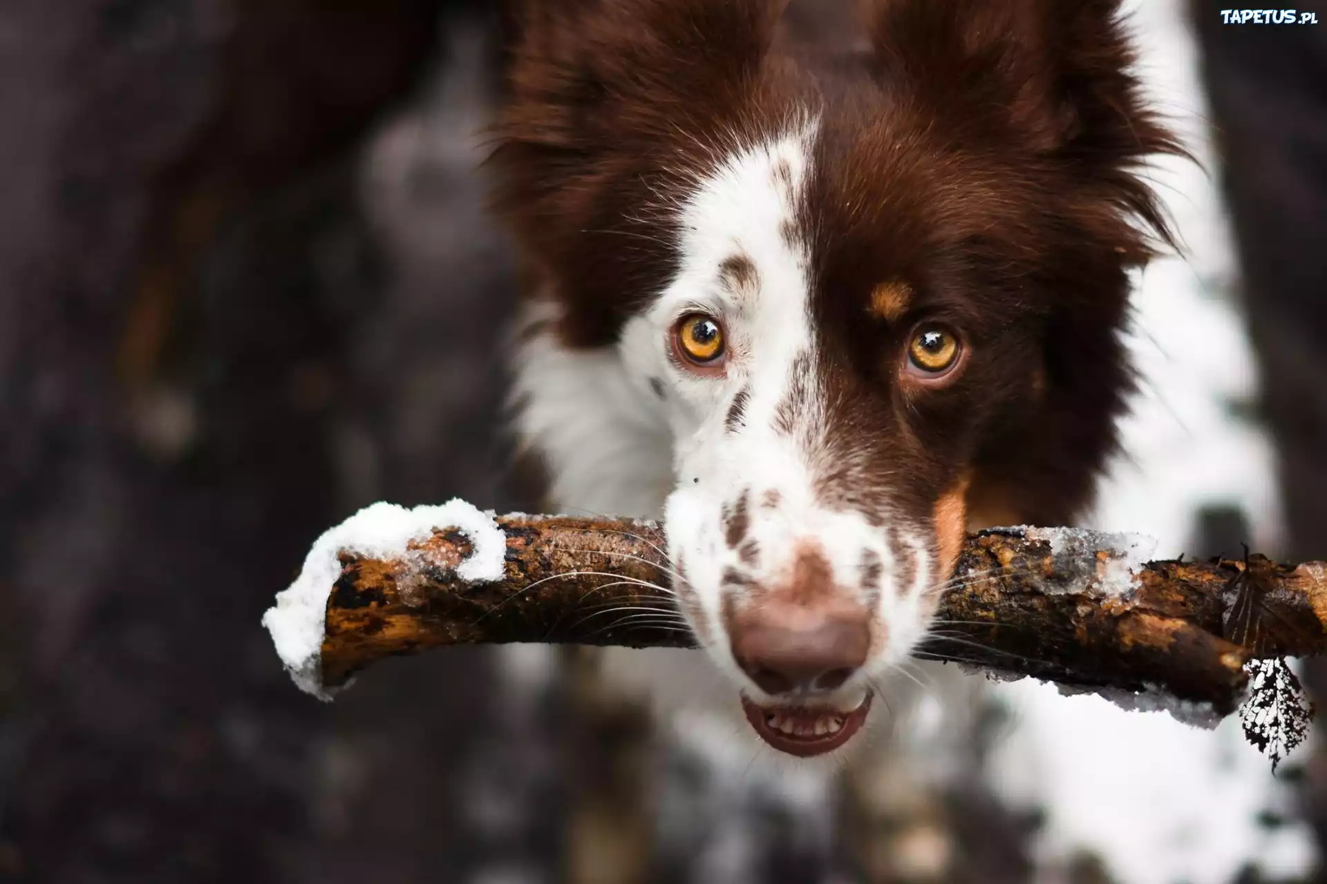 Pies, Border Collie, Patyk