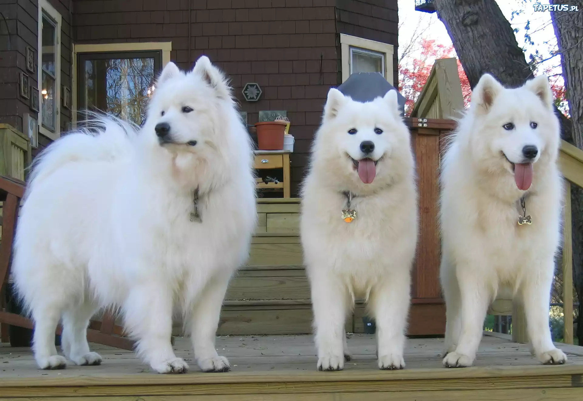trzy, piękne, Samojedy