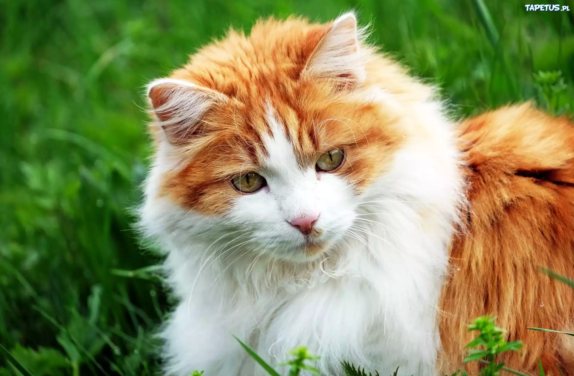 Biało, Rudy, Kot, Maine, Coon
