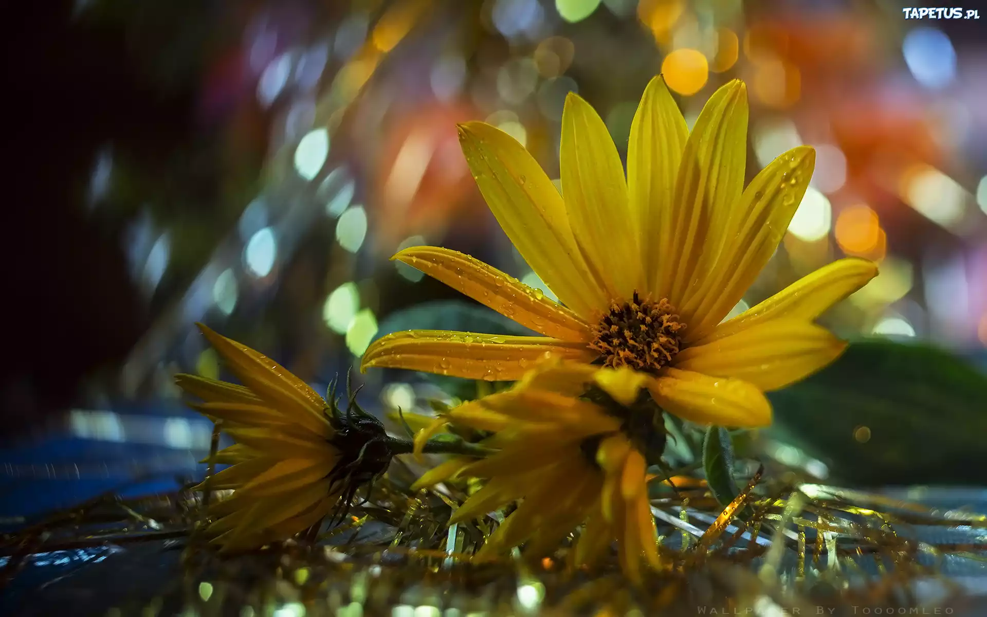 Kwiat, Żółty, Polny, Słoneczniczek, Bliki, Bokeh, Makro