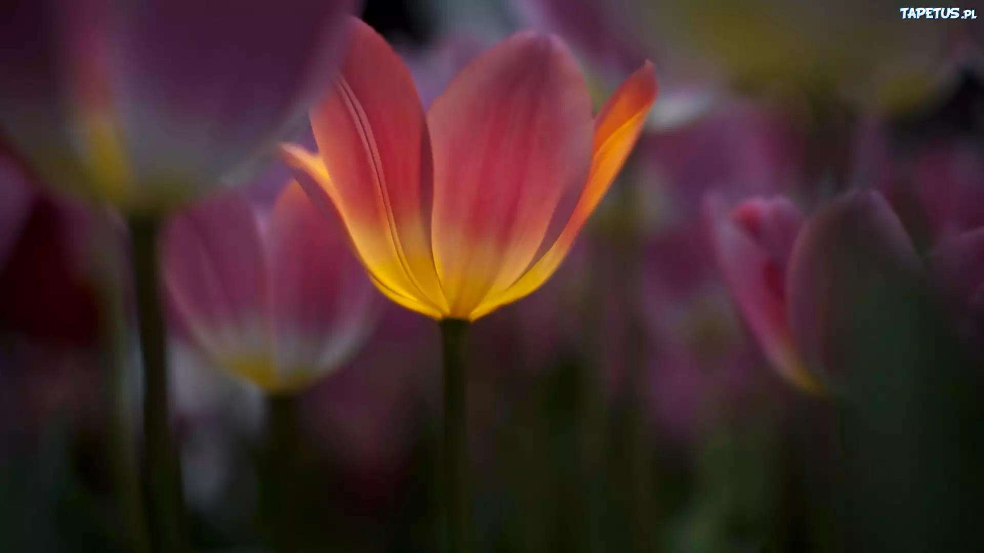 Tulipany