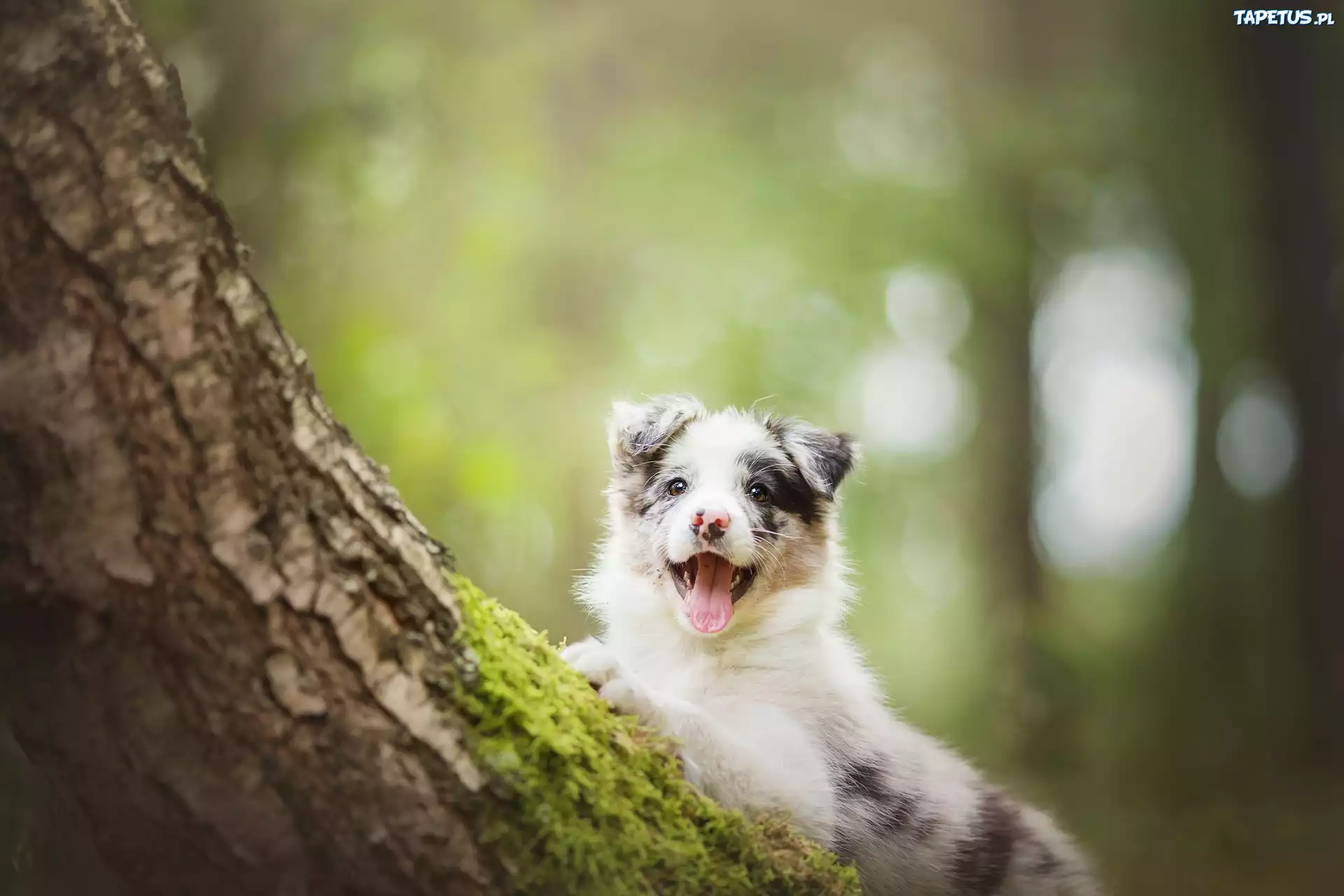Drzewo, Pies, Szczeniak, Border Collie