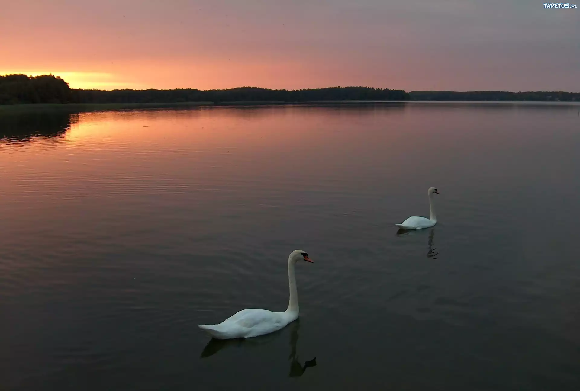 Jezioro, Zachód, Słońca, Łabędzie